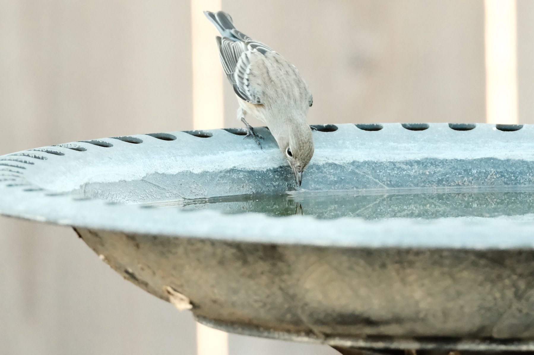 DSCF8754.jpg A Yellow-Rumped Warbler takes a drink from a bird bath. It is dipping down toward the water, and its beak is just reflected in the water. Its white wingbars are visible but it only has a splash of yellow.