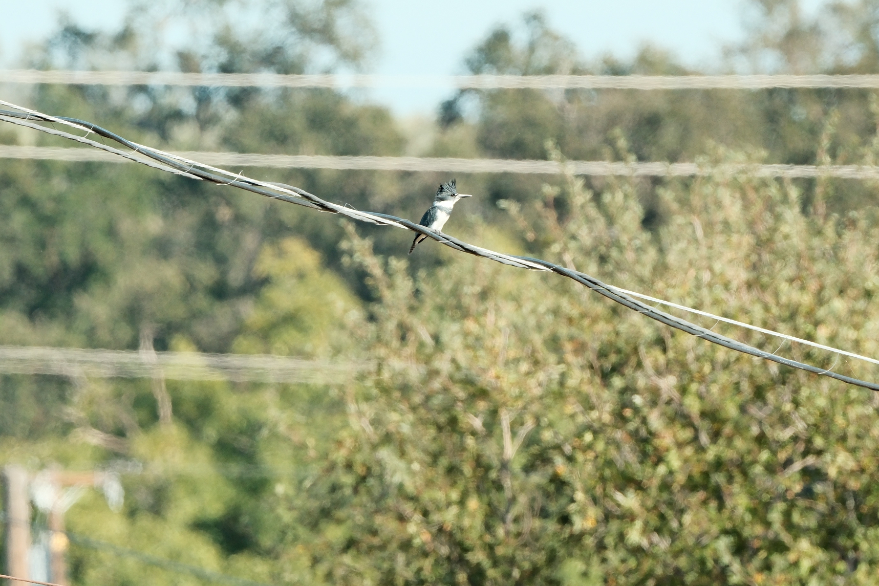 DSCF8757.jpg A Belted Kingfisher, with its cool blue-gray mohawk & cape, along with white cheaks, neck, and chest, studies the distance to its right, while perched on a utility line. Behind it are various blurred trees and some powerlines.
