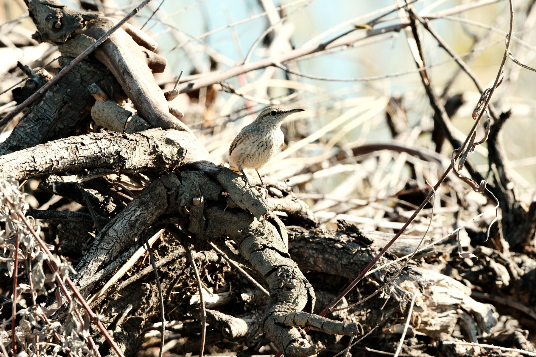DSCF8761.jpg A long-beaked Rock Wren is posing, chest toward the camera, on some old dead wood, surrounded by twigs. It has a black spotted face and neck with some linear traces of black on its chest. It has a black stripe going from its eye to the back of its head. Its beak is long and narrow.