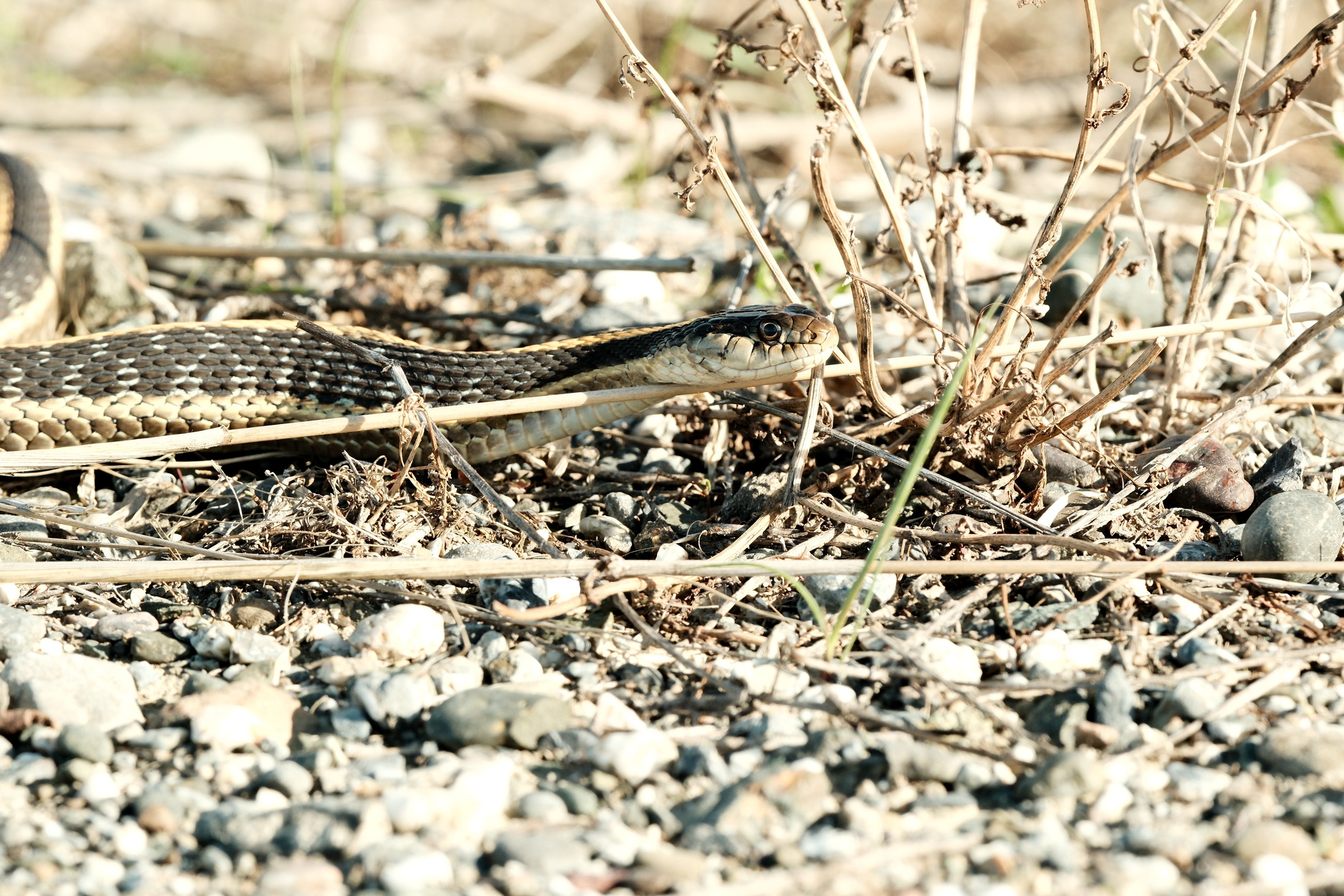 DSCF8796.jpg Upon a gravelly surface, a tan and black gopher snake rests its head on a horizontal reed, next to a clump of dead weed stems.