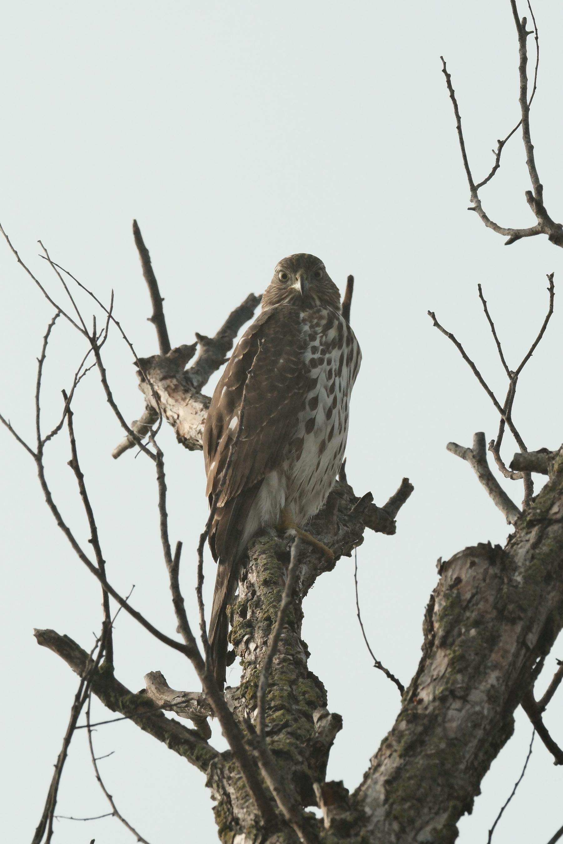 A Coopers Hawk, atop a leafless tree branch under overcast skies, appears to look right at the camera. The hawk has a brown back with a fluffy white chest adorned with brown raindrop shapes.