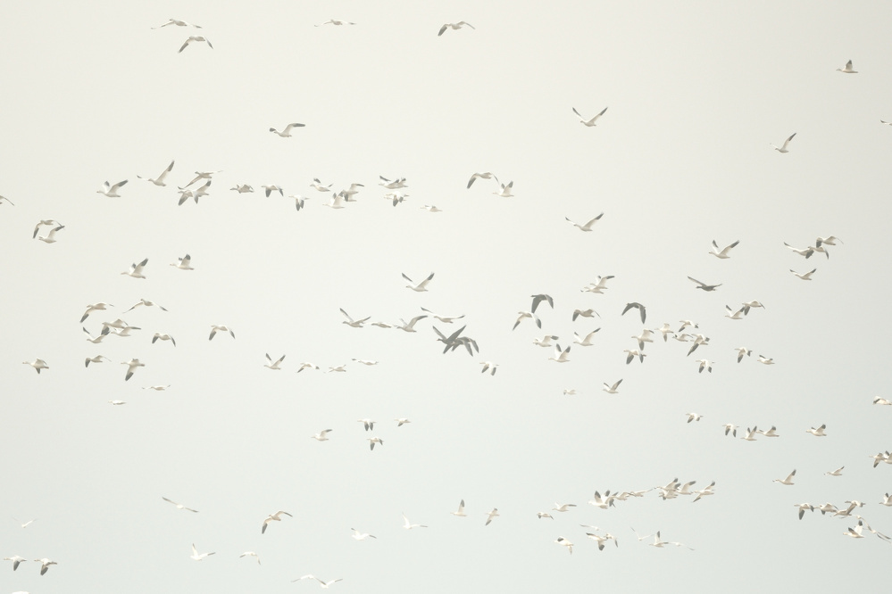Far off in the distance, dozens of geese, Snow Geese and White Fronteds (maybe some canadian), take up the photo frame as they fly in a foggy sky.