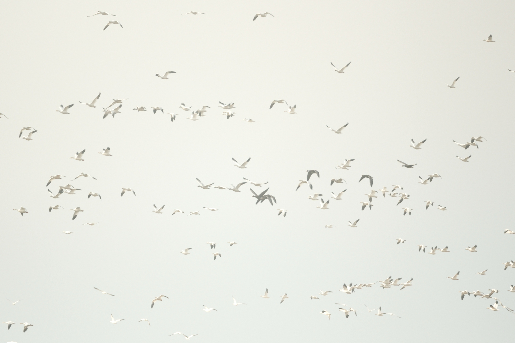 Far off in the distance, dozens of geese, Snow Geese and White Fronteds (maybe some canadian), take up the photo frame as they fly in a foggy sky.