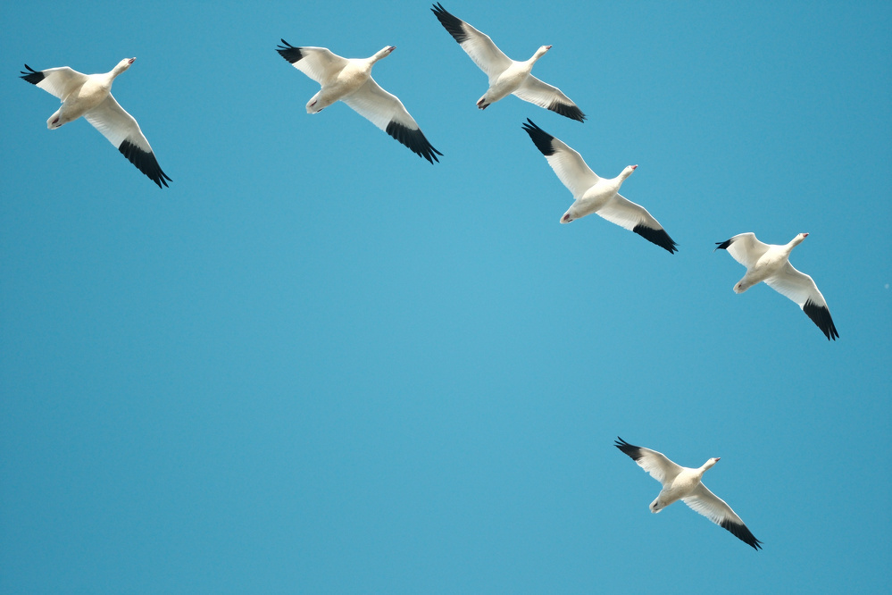 Six Snow Geese with their white bodies and black wing tips soar above in clear blue skies. The sun highlights their right breast, neck, and head.