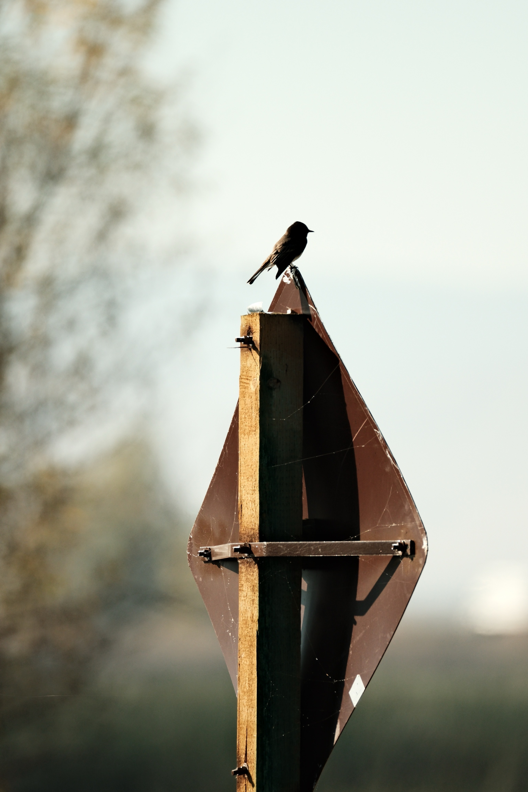 A black phoebe is perched atop a stop sign. Only the rear the stop sign can be seen, with the sun lighting up its back, highlighting the wood pole and straps keeping the sign attached. The black phoebe is looking to the right, its back lit up, but the rest of its dark body in silohette. The sky is cloudy.