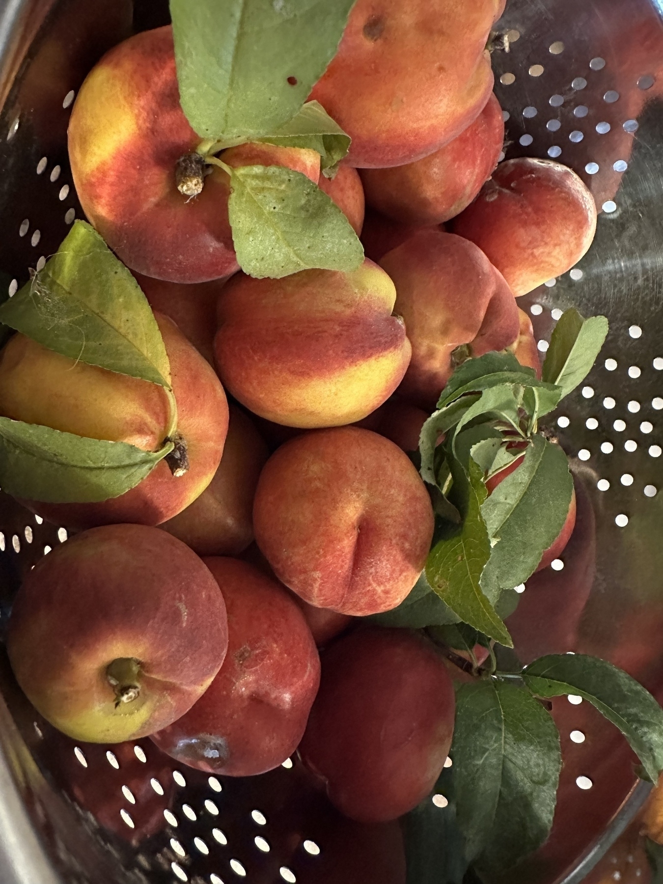 A metal colander filled with ripe red to yellow nectarines  and a few green leaves.