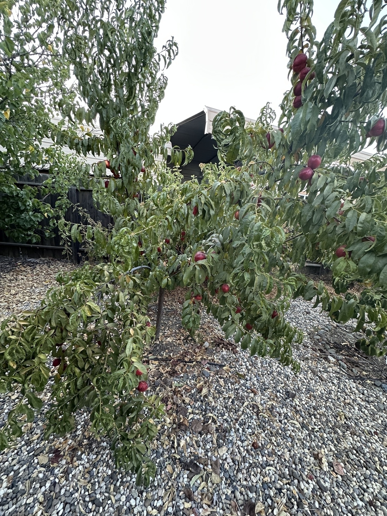 A tree laden with nectarines stands in a rocky garden area. One branch, the closest one, is seriously overloaded.