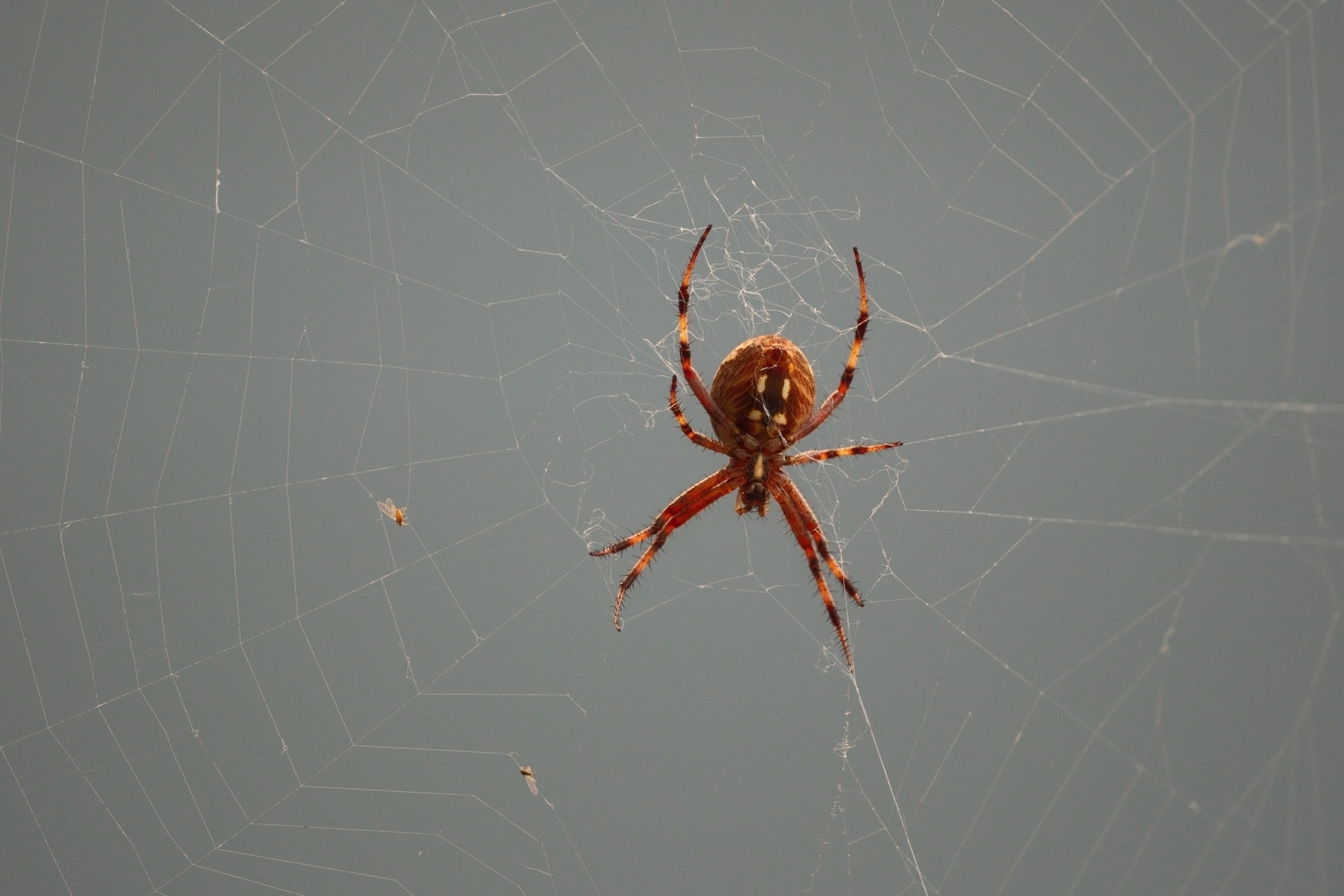 The underside of the Western Spotted Orbweaver, which appears reddish probably because of light conditions. It has four clear white spots on its abdomen and an elongated white spot just below its head. Its chelicerae are visible. The background is completely blurred out.