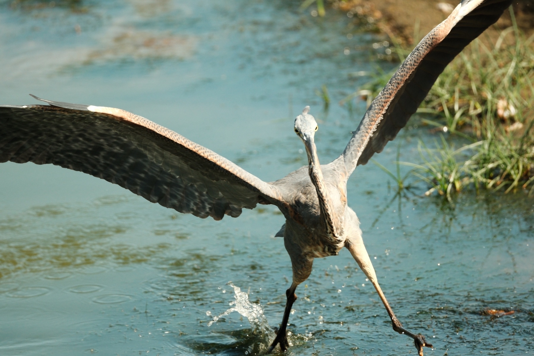 A Great Blue Heron, wings spread out, appears to be aggressively stumbling through water, making a small splash with its right foot. It looks very awkward.