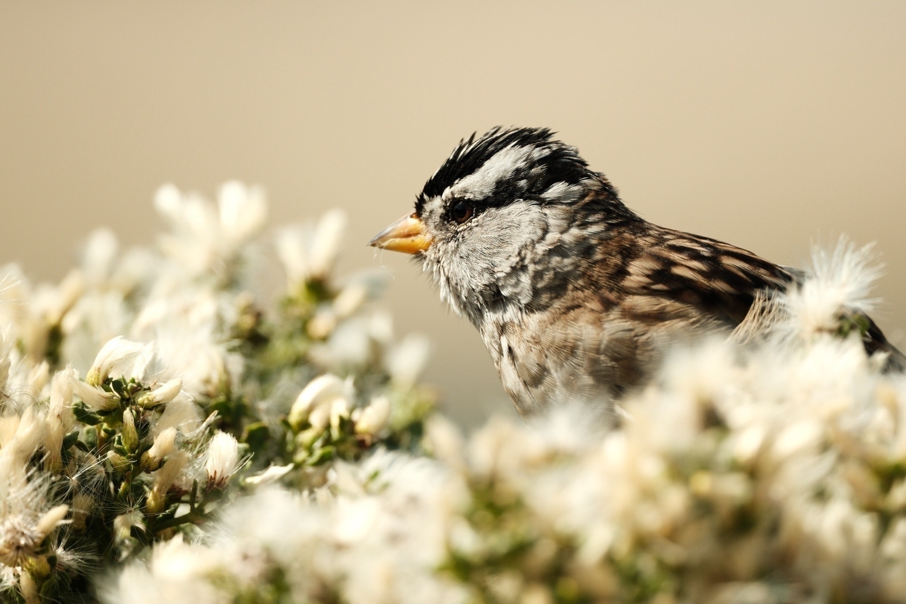 A close up of a White Crown sparrow that is facing left, getting ready to tuck into some seeds with tufted tops like a dandelion but much denser, almost like cotton. Its head is prominently stripped white above its eye with a black top of the head,