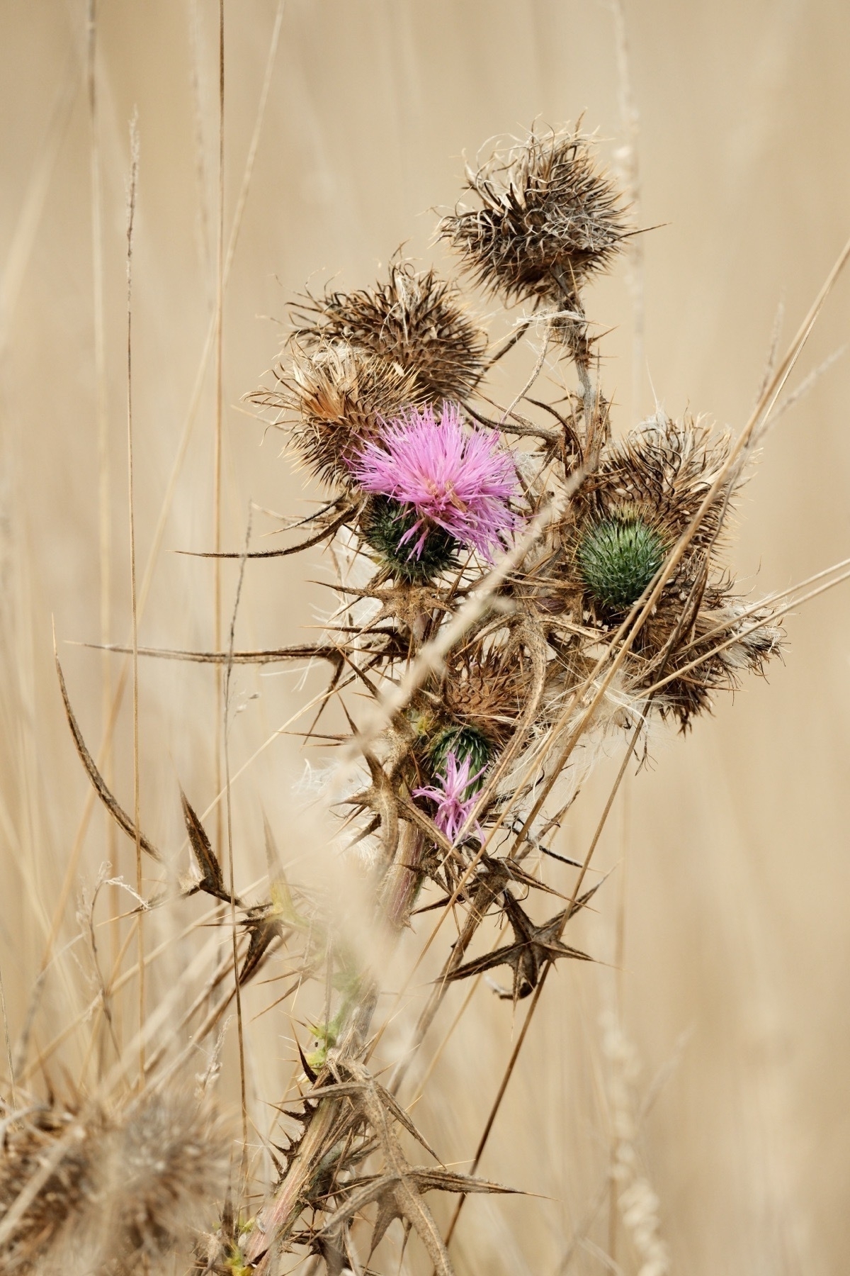 A upright thistle with a large purple explosion of a flower amidst multiple dried out flower heads. The this has some star shaped parts. It is backgrounded by a bokeh of dried grass.