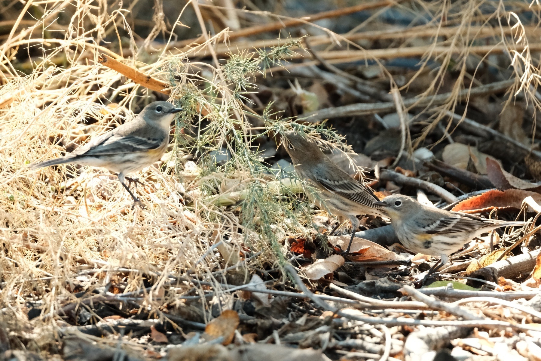 Three Yellow Rumped Warblers forage among brown asparagus fronds. Their yellow bellies are highlighted by the morning sunlight 