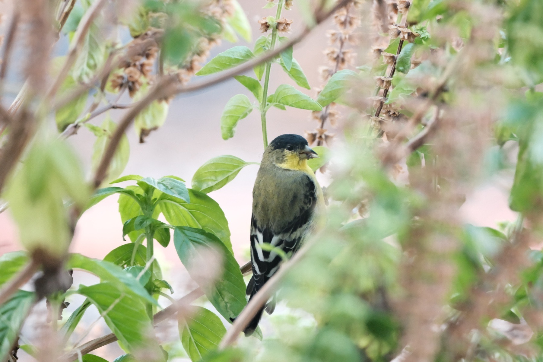 A Lesser Goldfinch, back to camera & head turned in profile view, is perched in sweet basil foliage, it feasting on dried seeds. It has a yellow face, a black helmet, and white on black chevrons on its black tail.