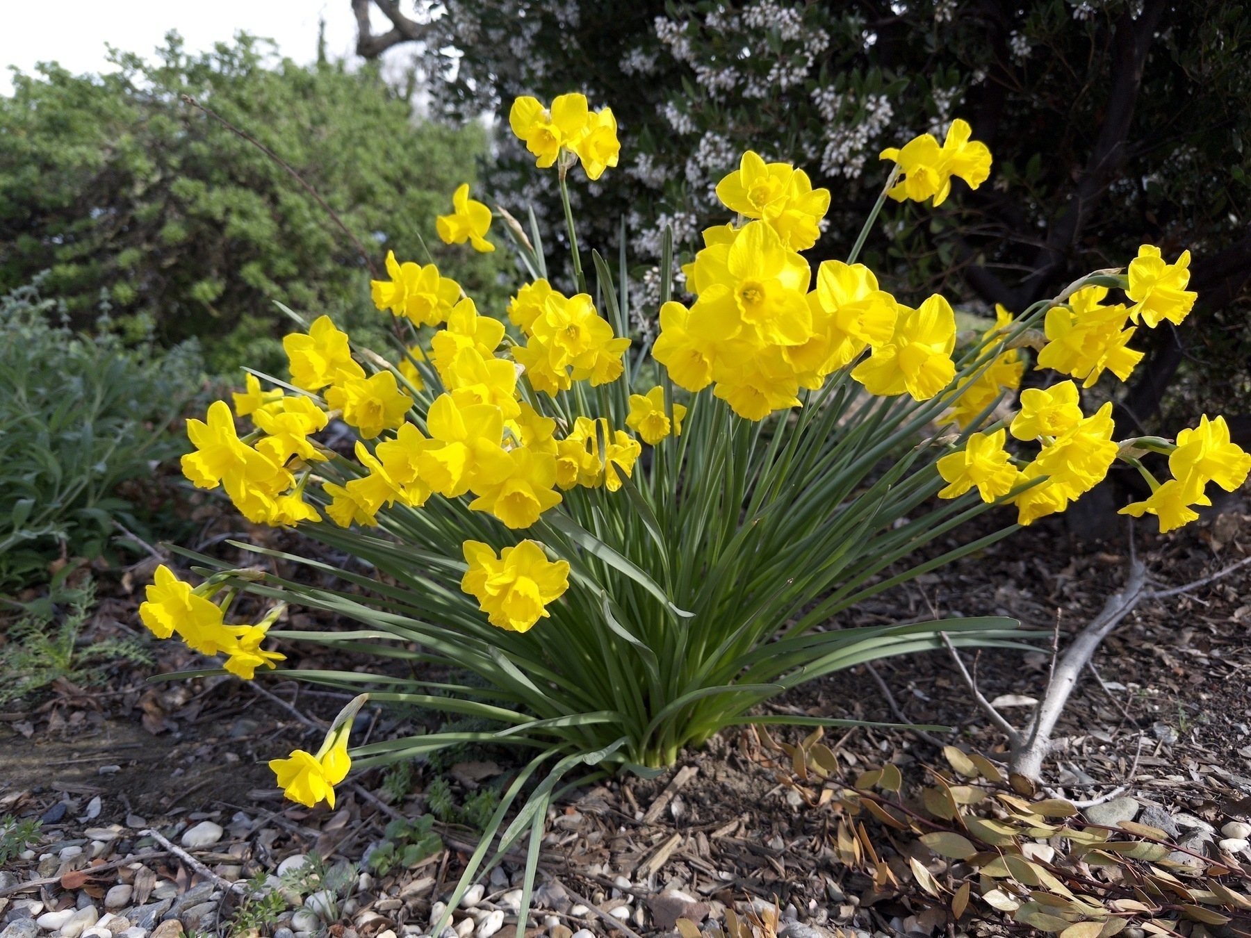 A tight group of bright yellow daffodils under a blooming manzanita. A coyote bush and sage can be seen in the background.