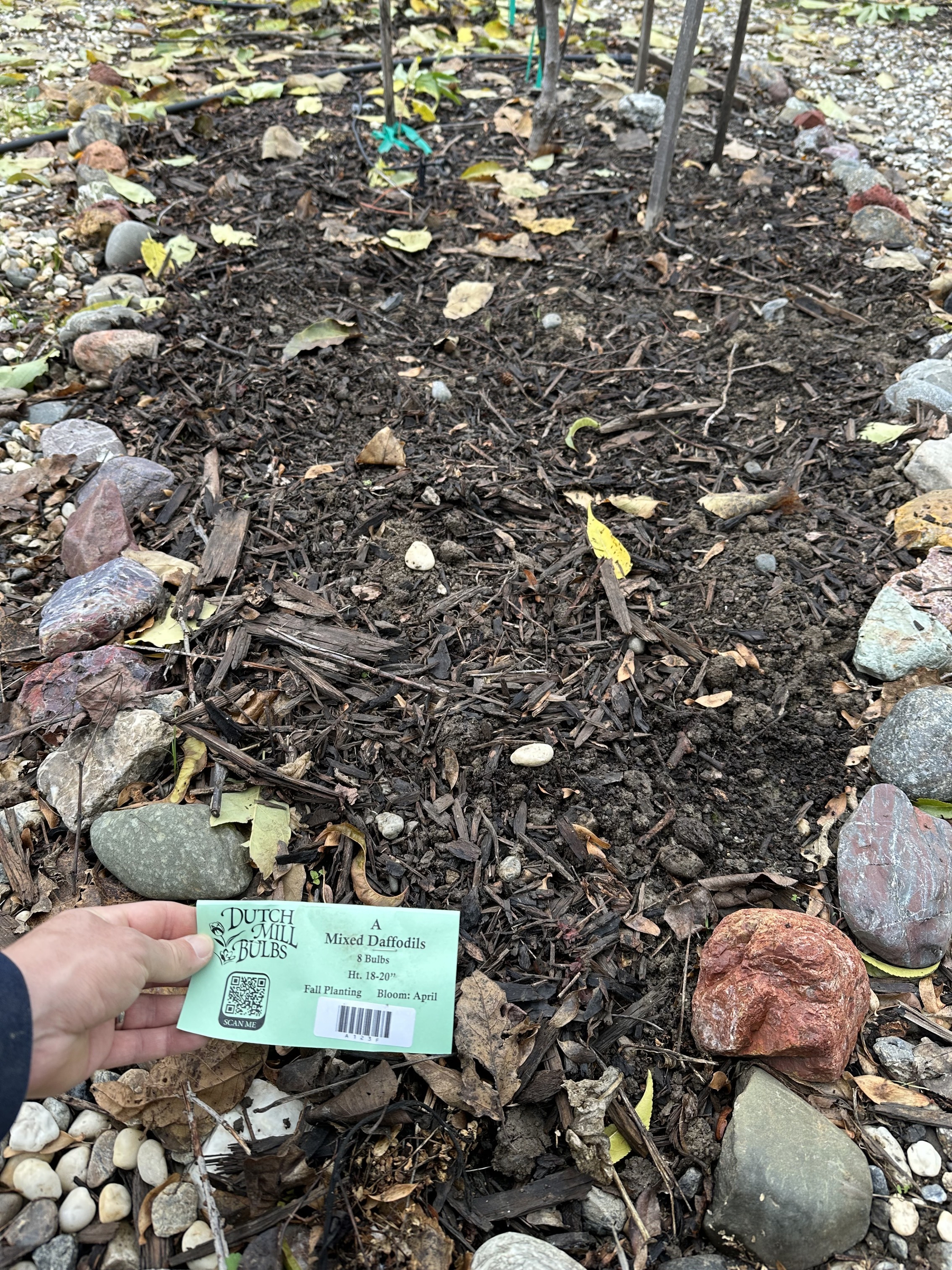 IMG_2204.jpeg A triangular garden patch, surrounded by river rock, just planted with a paper label with "Dutch Mill Bulbs" and "A Mixed Daffodils". Some tree stakes can be vaguely seen in the background.