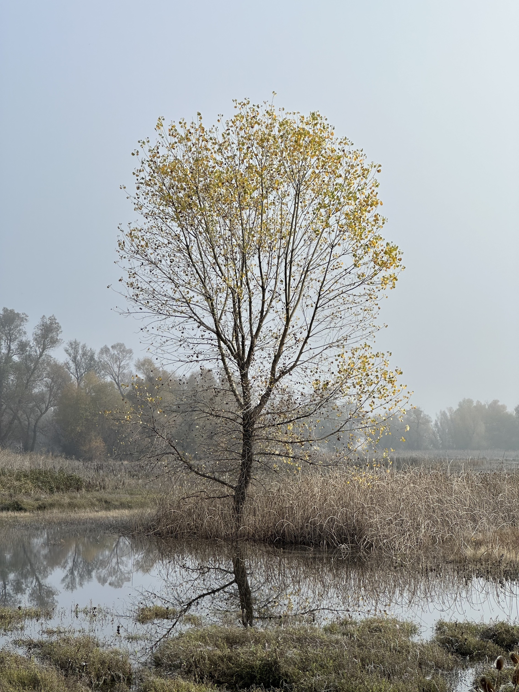 A lone cottonwood, in yellow fall colors, stands in a calm pond, perfectly mirroring the tree's trunk and lower branches. It is a foggy day and much of the pond grass is brown. A line of trees bounders the pond and the foggy sky.