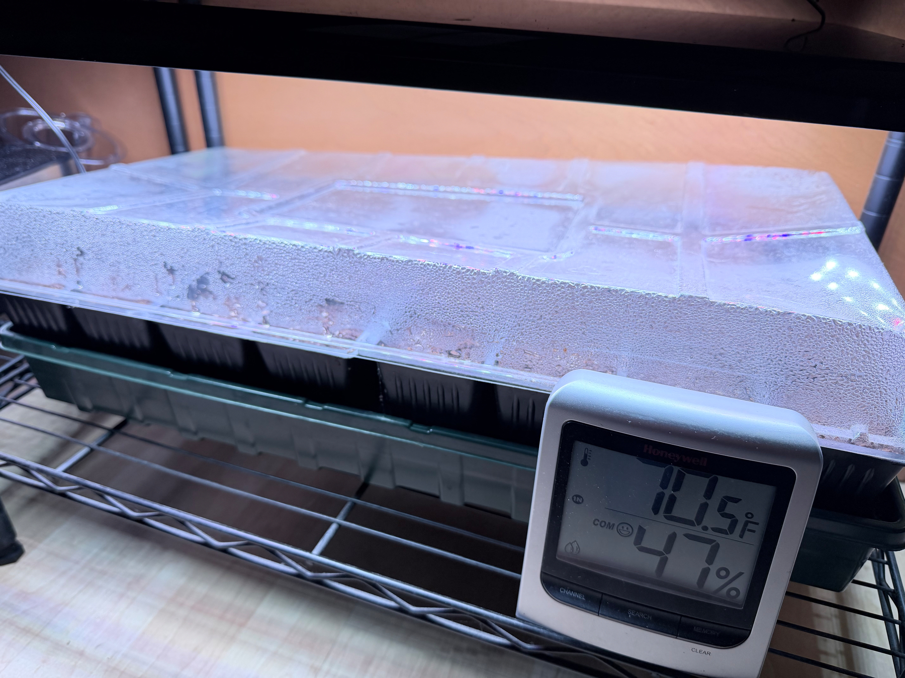 A seed starter tray with a grow lamp turned on. A thermometer reads 70.5° in front of the tray 