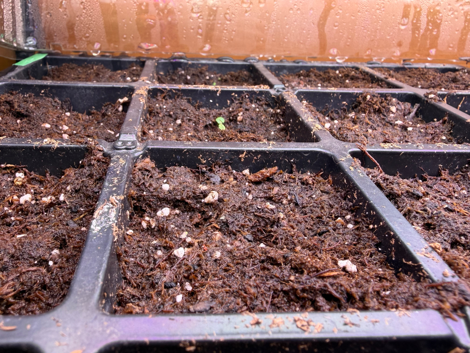 A tiny green sprout in the center of a seed starting tray sugg moist soil. It’s brightly lit and the back of the plastic cover can be seen in the distance with condensation dripping down 