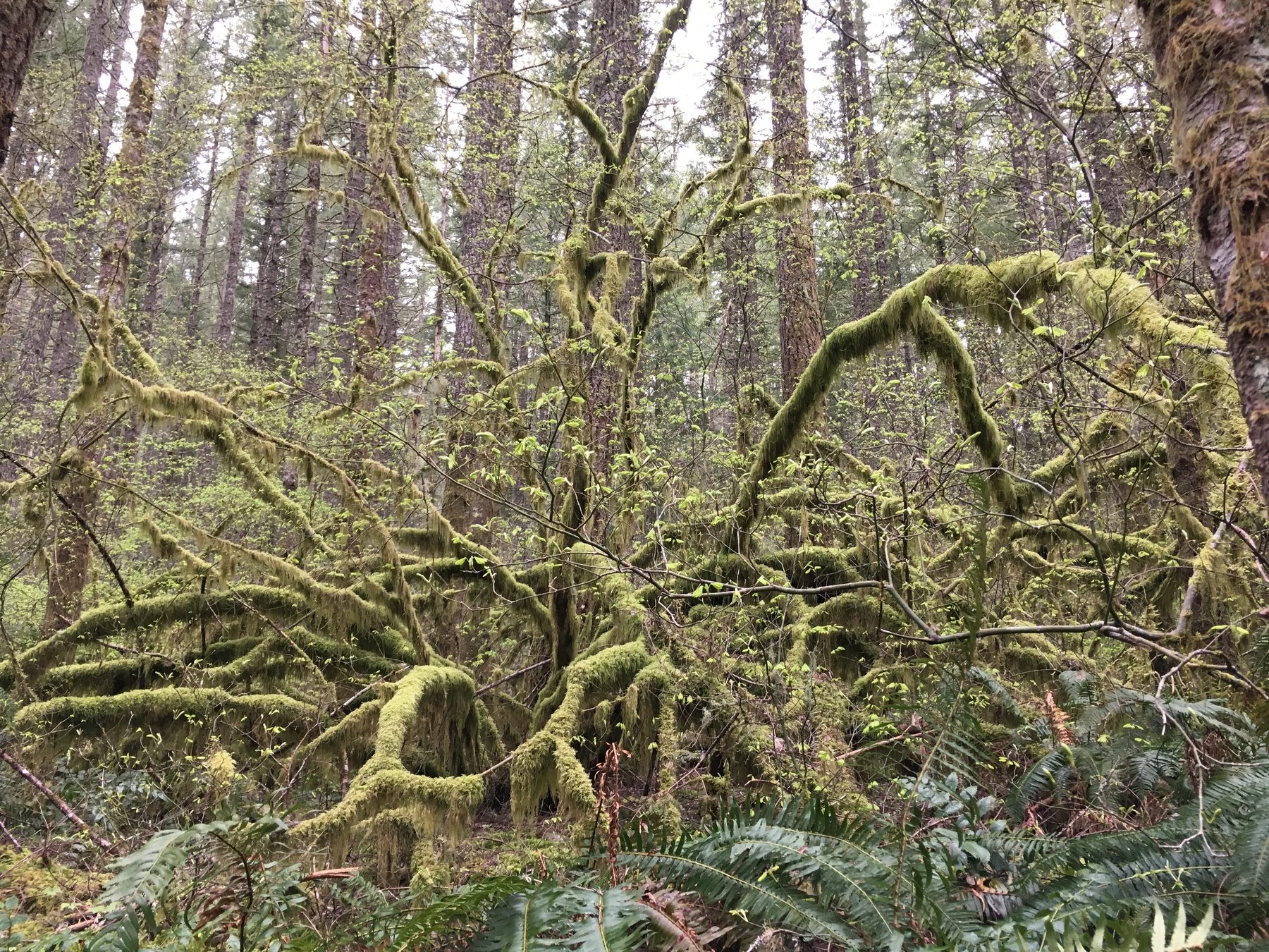 A vine maple, with moss draped branches, like arms, reaching the photographer. Almost as if it is climbing out of the ground. It’s surrounded by a dense stand of narrow, tall conifers . In the foreground, close to the ground, are ferns.