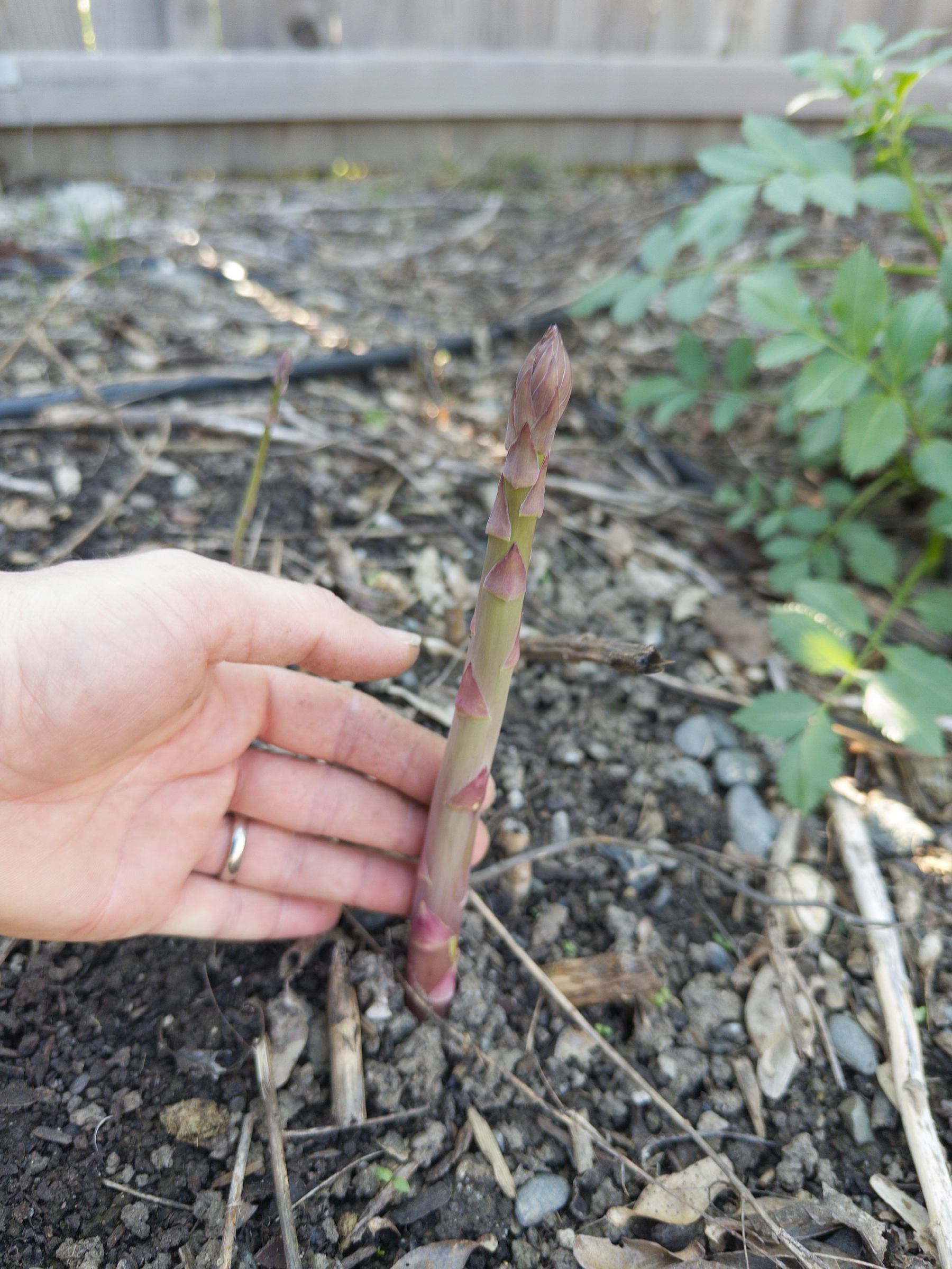 A reddish green asparagus spear about 1/2” thick is in front of a hand. It is about twice as wide as the hand. 
