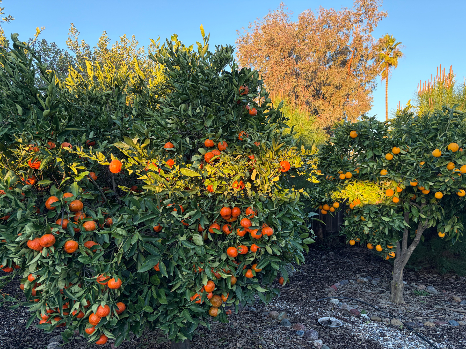 A mandarin tree and a Valencia orange tree catch early sunlight, illuminating a strip of oranges and foliage with a bright yellow glow. The sky is clear and a eucalyptus tree in the distance is fully lit.