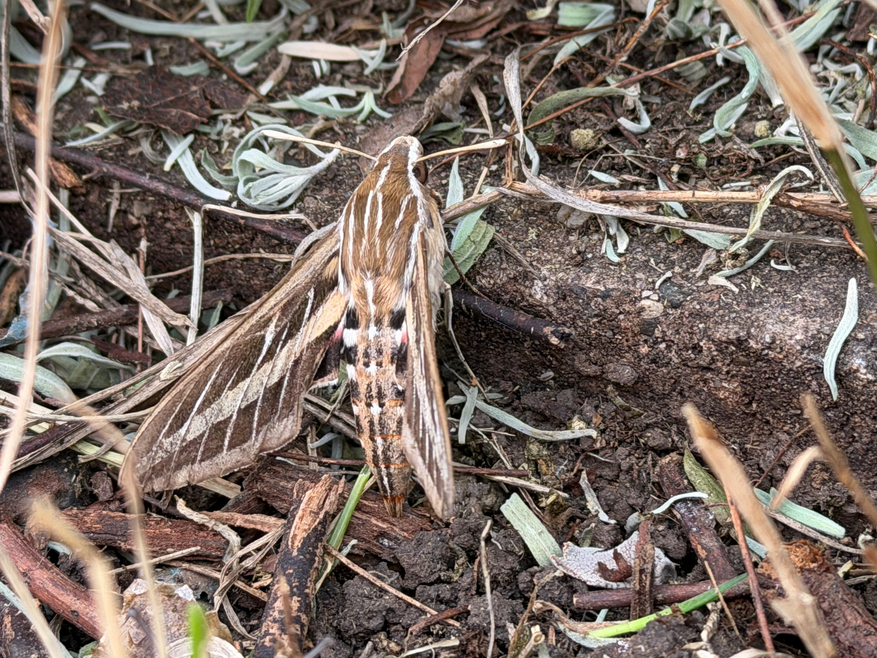 A Sphinx moth sits on a ledge among some brown to light green vegetation. It has many shades of brown with stripes running parallel and orthogonal to its body parts.