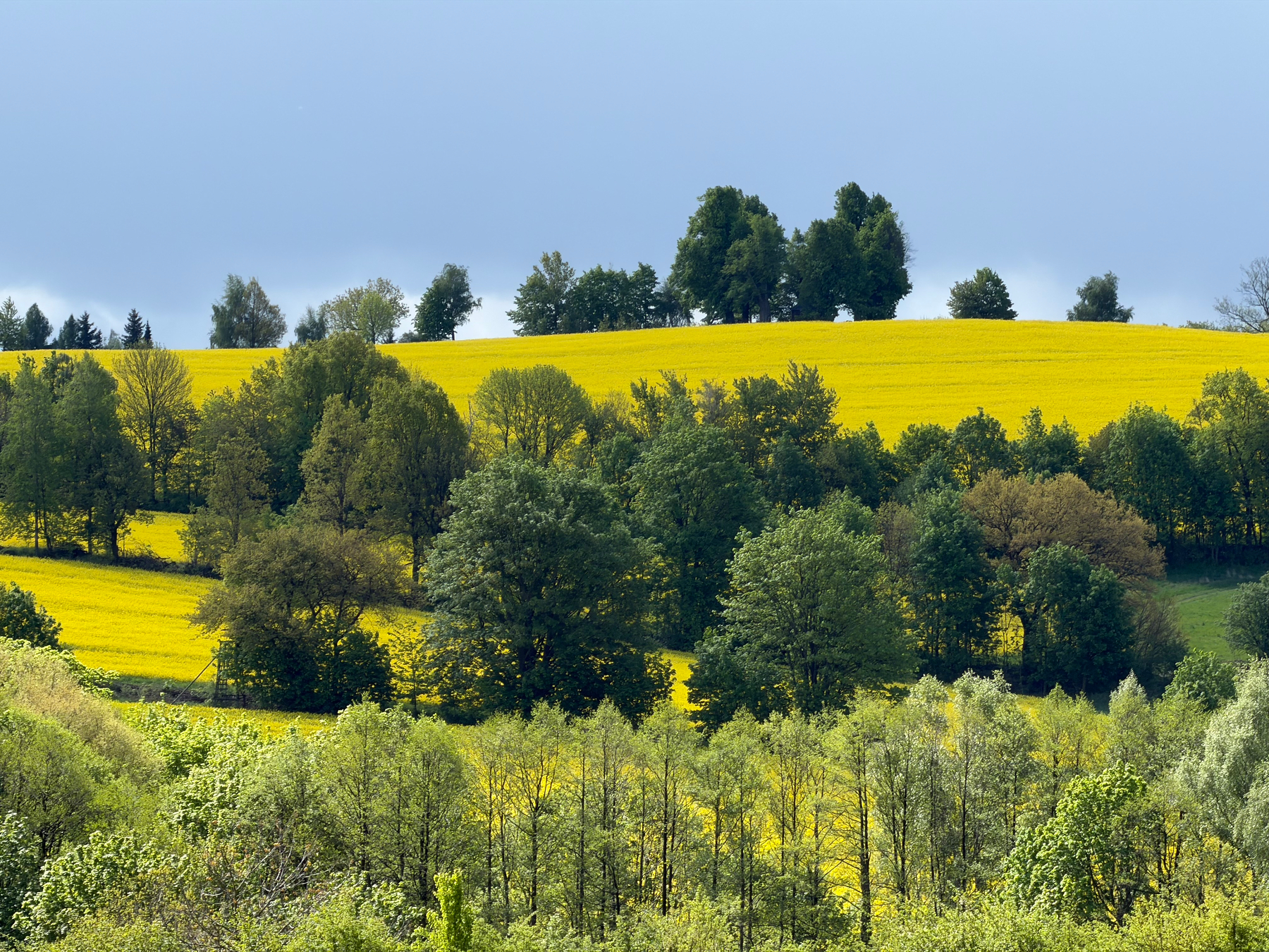 Hills covered in yellow rapeseed flowers with interstitial trees on a cloudy day, though the sun is shining through 