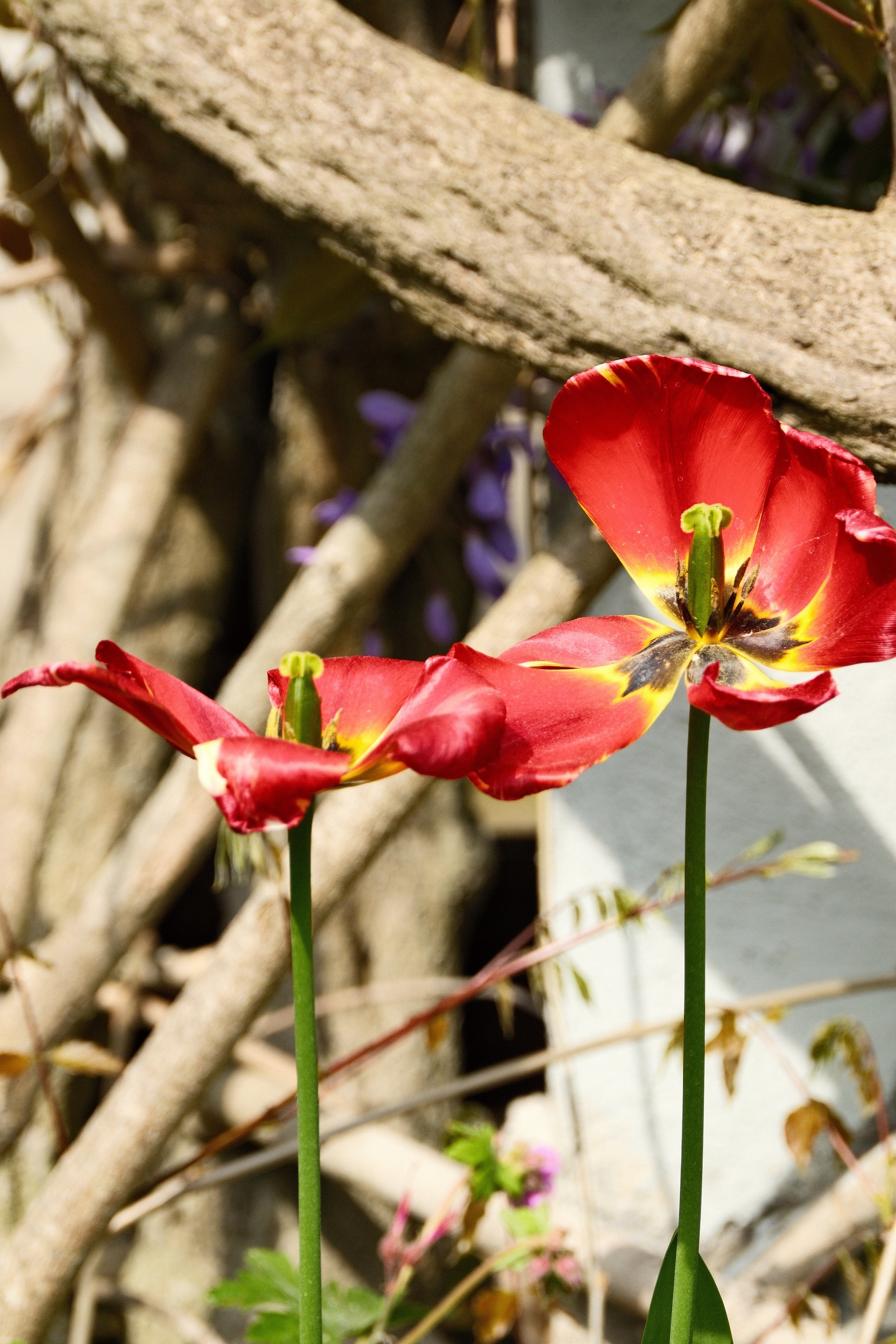 DSCF0049.JPG Bright red Tulip flowers that rapidly turn yellow at the center