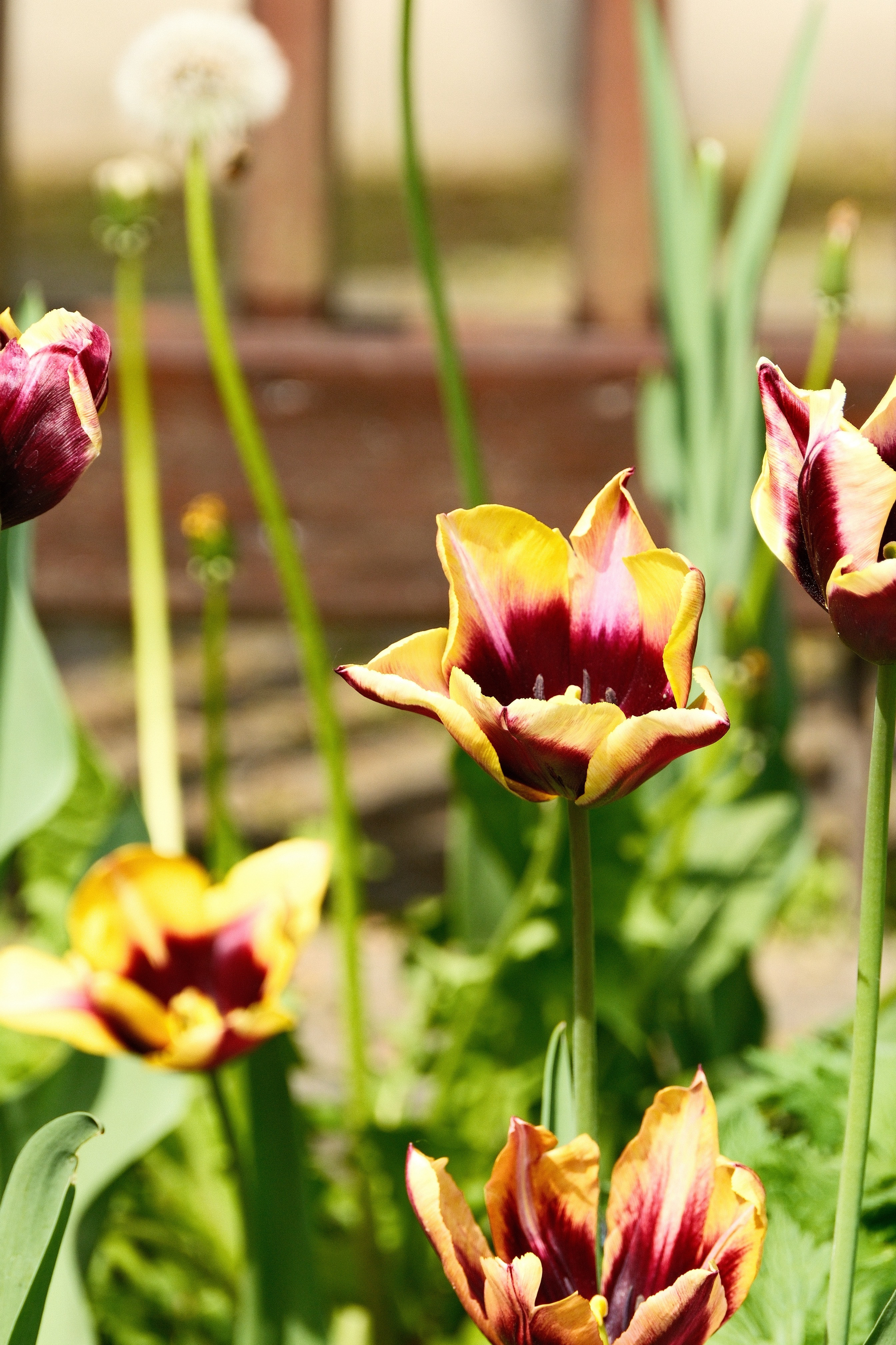 DSCF0050.JPG Tulips with flowers of deep red centers and yellow tips. There's a slight bokeh effect, blurring some dandelion seed heads.