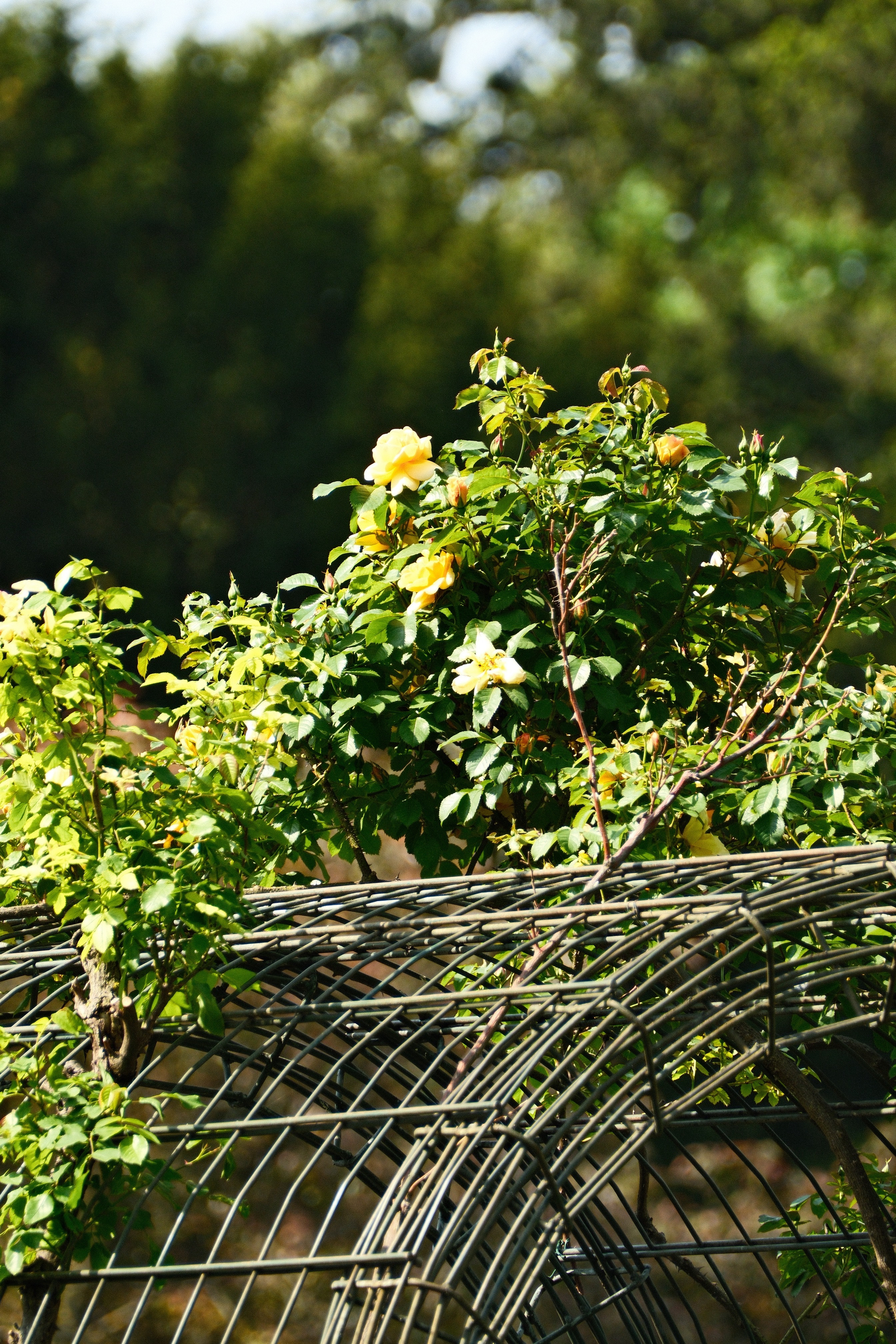 DSCF0054.JPG A metal arbor with a leafy rose bush growing out of the top. The rose flowers are yellow. The top of the arctuate arbor is just in view.