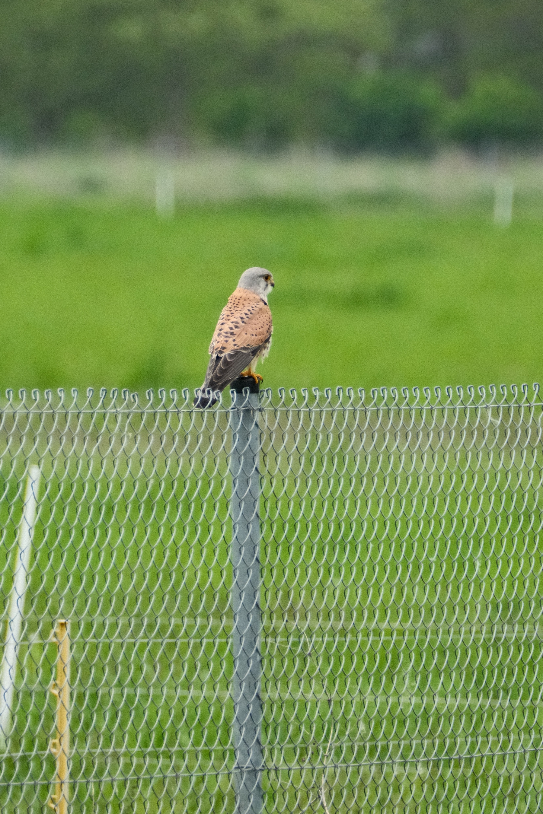 DSCF0090.JPG A Eurasian Kestrel is looking into the distance atop a chainlink fence's metal post. It has tan wings and back, gray tail feathers, a gray head and black markings around its eyes.