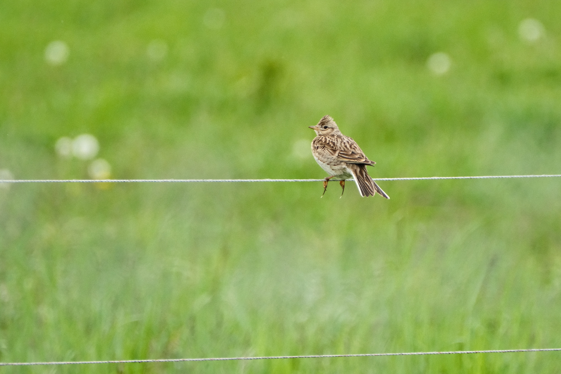 DSCF0106.JPG A Eurasian Skylark, with brown and tan markings, has one remarkably long talon on each foot. It is perched on a fence wire amidst green grass. It's looking to the left.