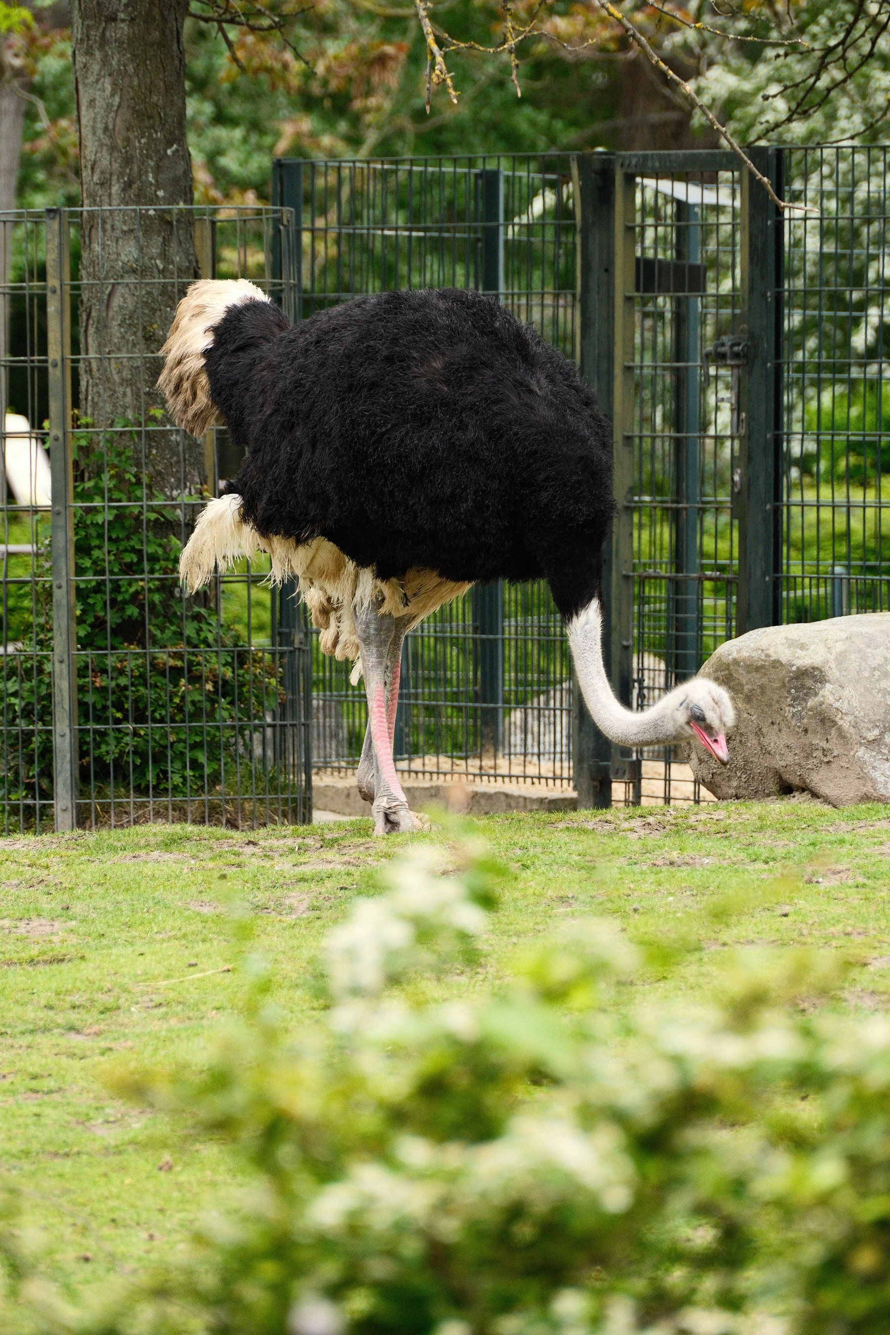 DSCF0230.JPG An Ostrich bends down toward some turf with its neck curved a bit. It is standing in front of a gate and a small boulder.