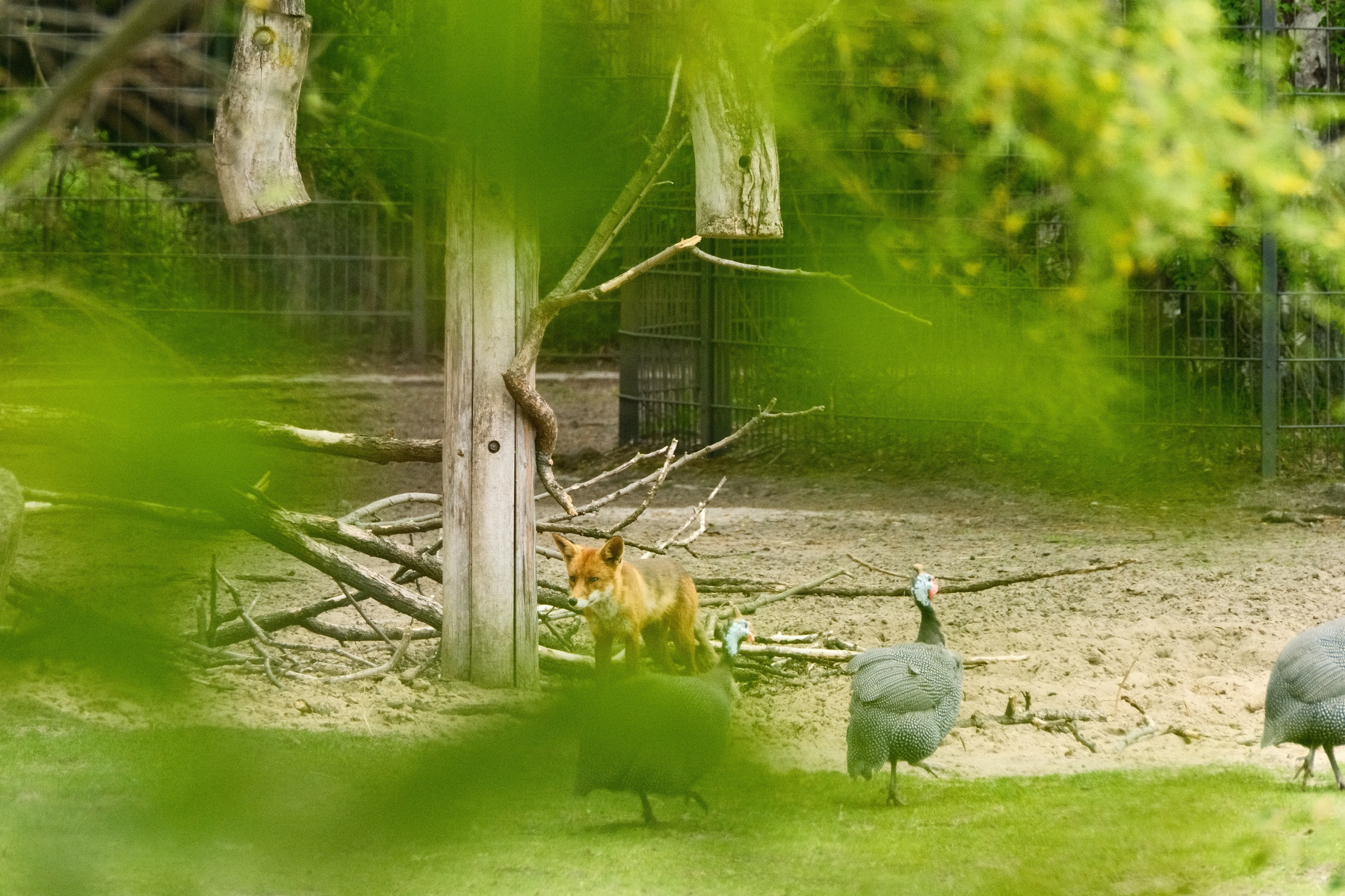 DSCF0239(1).jpg A red and brown Fox is looking for a meal as three Helmeted guineafowl run by