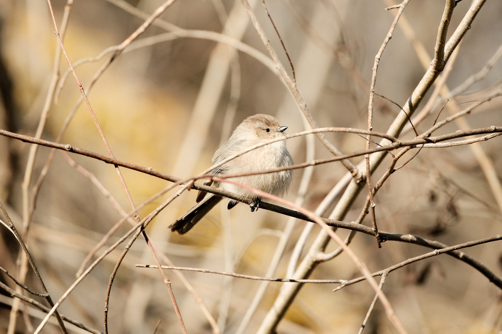 An American Bushtit sits perched on a narrow branch. It is looking with beady black eyes slightly up and to the right, fully illuminated by the sun. Its face has brown and the rest of its orb-like body is a light tan. Its tail feathers stick out straight behind it.