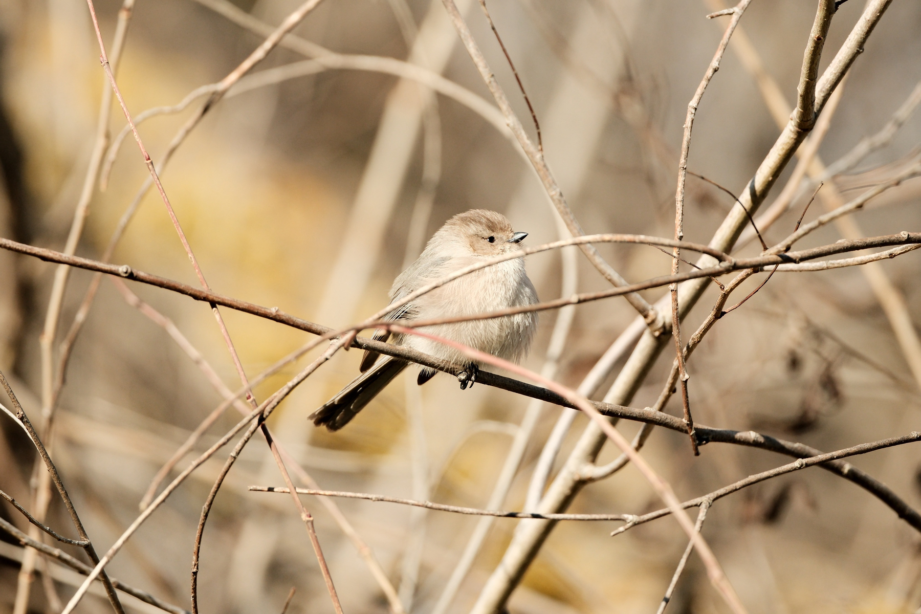 An American Bushtit sits perched on a narrow branch. It is looking with beady black eyes slightly up and to the right, fully illuminated by the sun. Its face has brown and the rest of its orb-like body is a light tan. Its tail feathers stick out straight behind it.