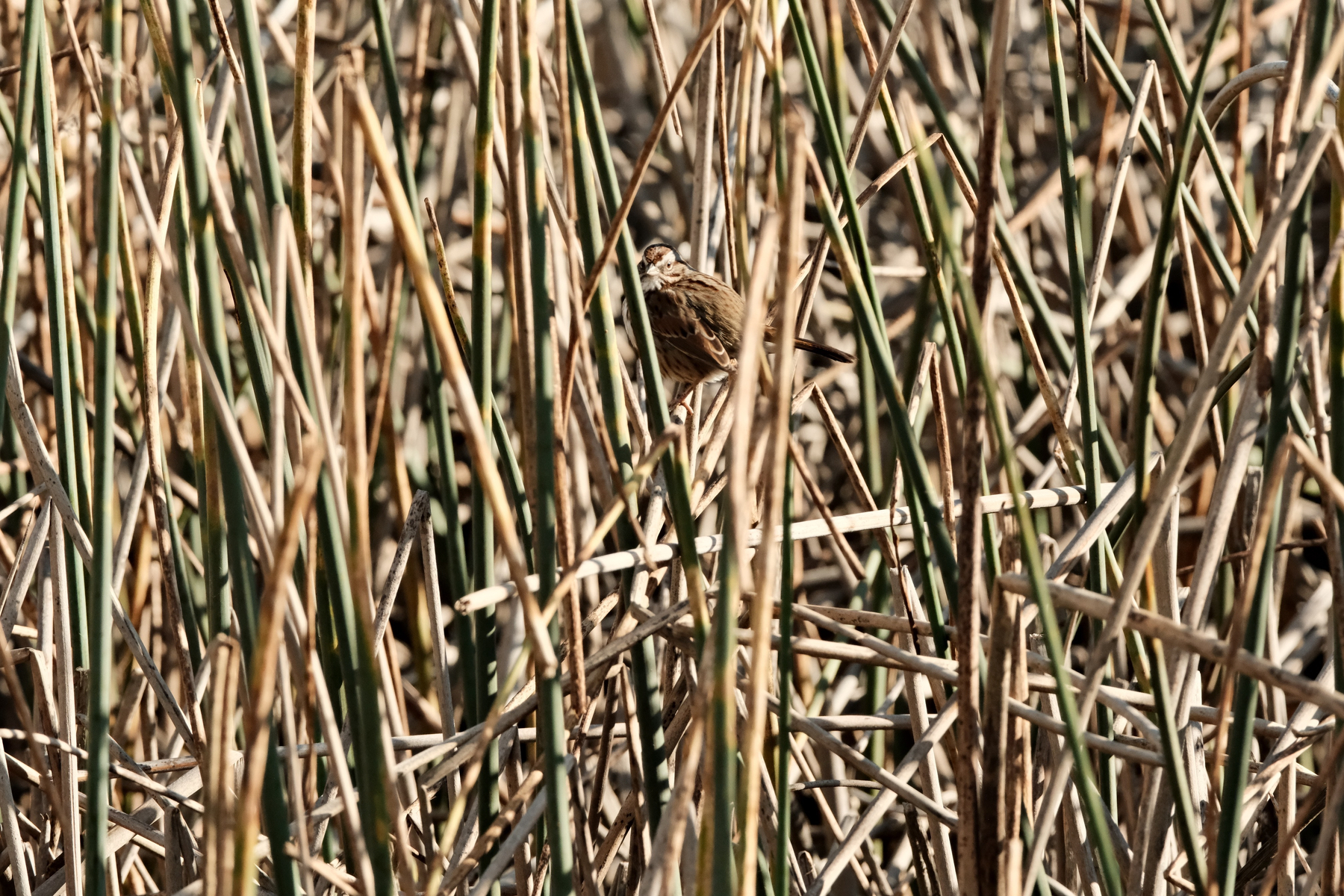 DSCF9361.jpg A brown and tan Song Sparrow, borb shaped, is hanging out on a horizontal reed within a mass vertical brown and green reeds. It is looking towards the camera, helping to illuminate the tan behind its eyes.