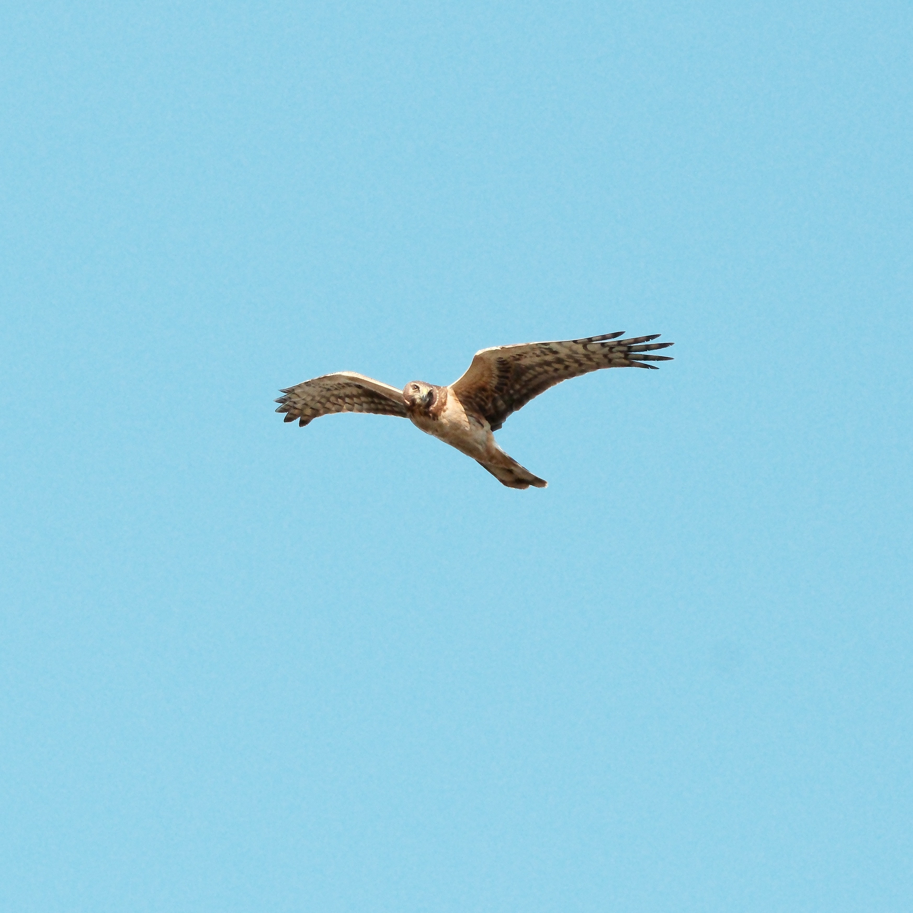 A oblique front view of the Northern Harrier, with its head tilted so one eye is looking at the ground, and the other is angled upward. It is in midflight with both wings visible and outstretched. Its face and upper body is lit by sun against a blue sky.