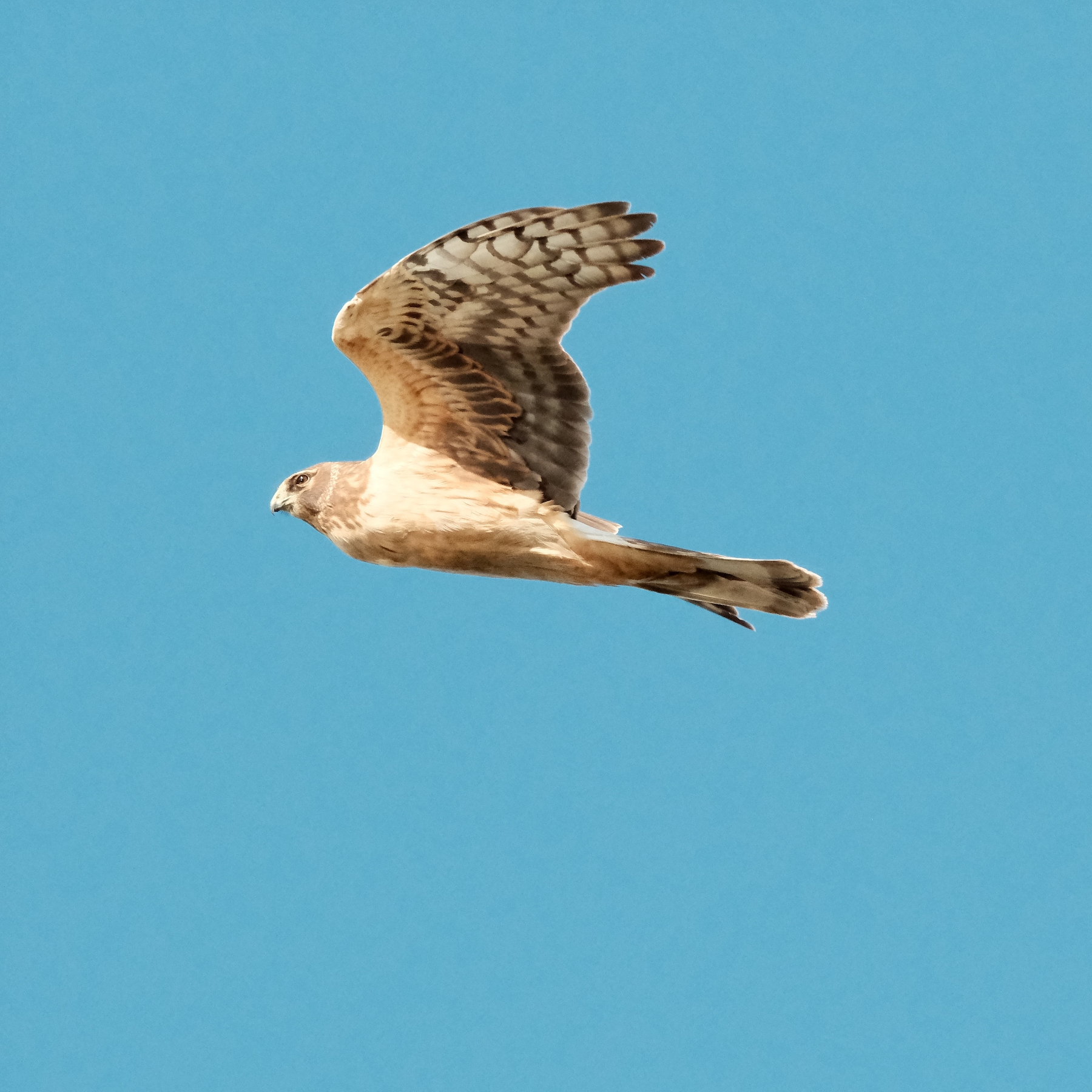 A Northern Harrier, in profile view, with only one outstretched wing visible. It has a white ring of feathers around its mostly brown and tan neck. It is looking straight and there's a glint in its eye.
