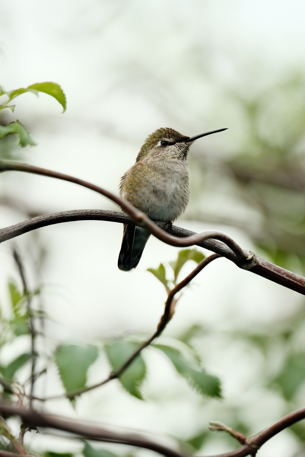 A hummingbird is perched on an elderberry branch that has fresh grown leaves. The little bird has an olive head and a dirty-yellow to gray chest and belly. It is looking to the right and the background is blurred out.