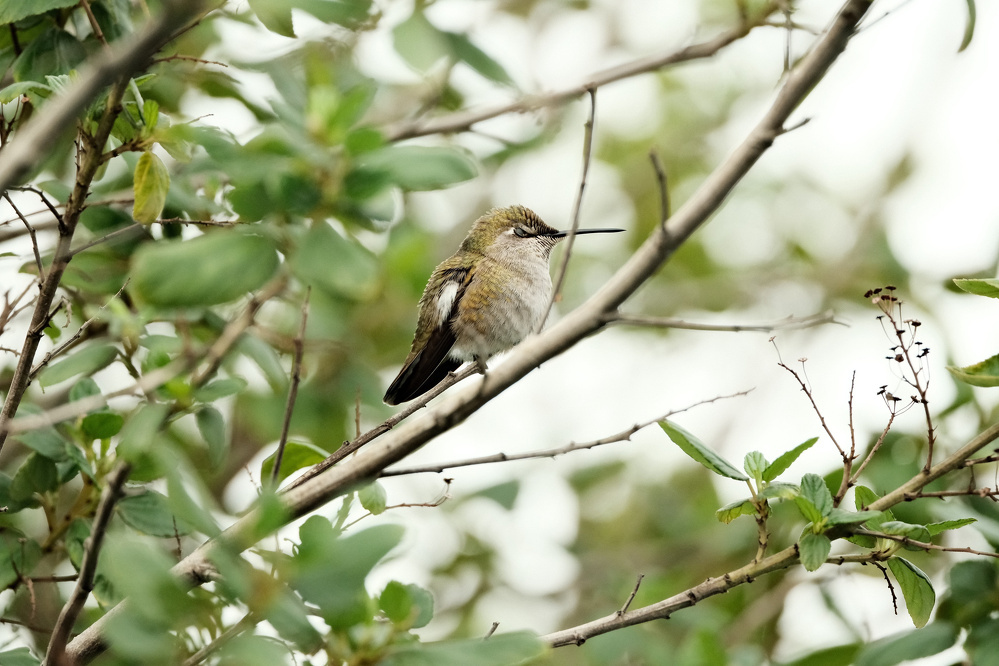 A profile view of a hummingbird looking to the right. It might have a membrane covering its eye? It is another bird with clear sharp individual feathers that are olive green in the back to medium gray to the front. Its long thin beak is pointing straight to the right. The background has blurred ceanothus leaves and branches along with gray skies.