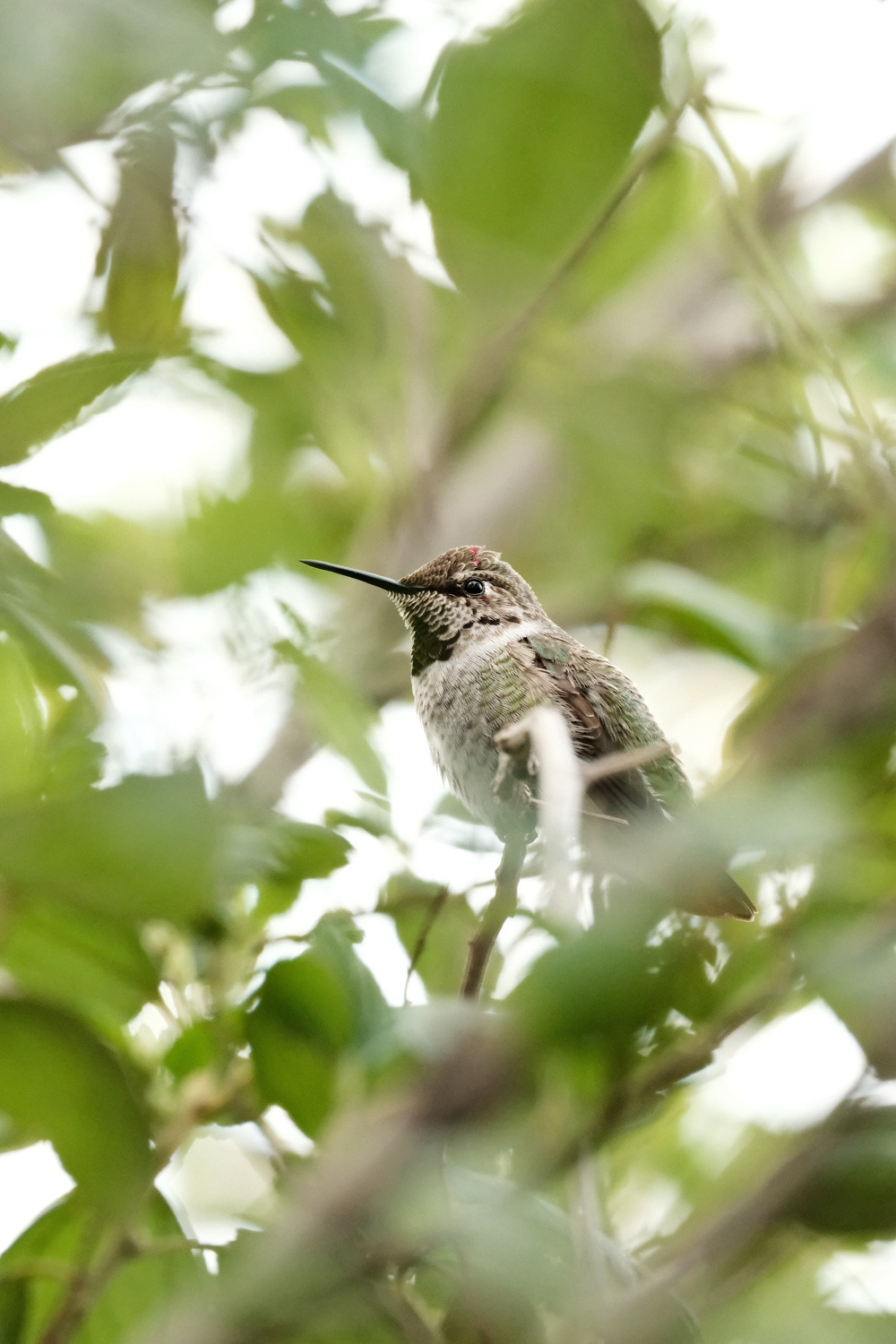 A profile view of a hummingbird looking to the left, with one eye towards the photographer. It is in a ceanothus bush so there are lots of leaves in the way, but the hummingbird can be seen through a hole in the foliage. It has clear plummage, with a bit of red on its head and greens on its tucked-in wings. Its chest is a light gray.