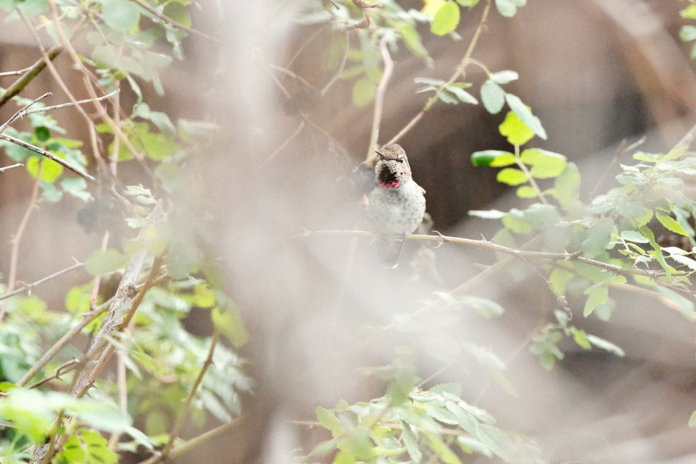 A hummingbird is perched in a California rose, showing a red stripe on its throat. It's otherwise gray and brown. There's a blurry branch obscuring the lower part of the bird.