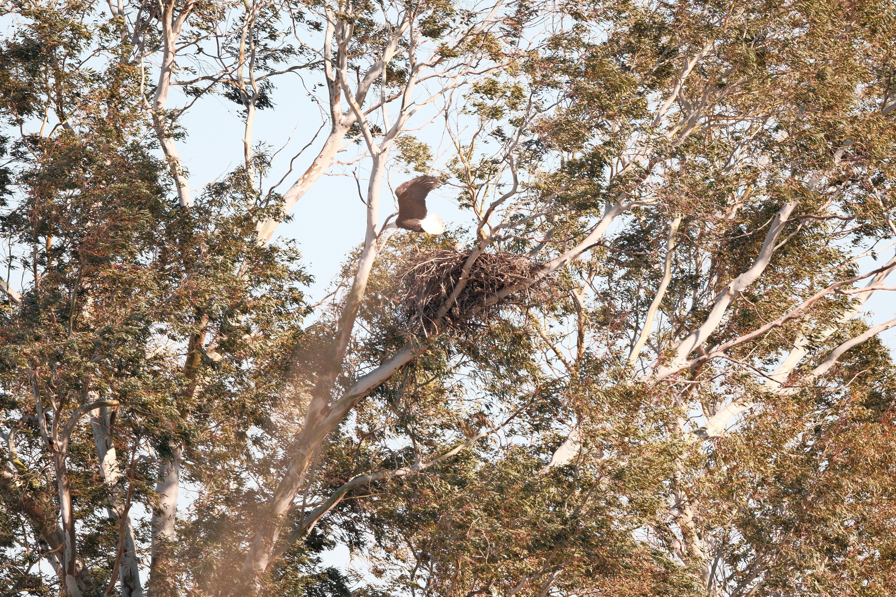 A Bald Eagle Nest is visible high up in a eucalytpus tree. It's massive, maybe the size of a VW bug. A bald eagle is exiting the nest, with its wings stretched out.