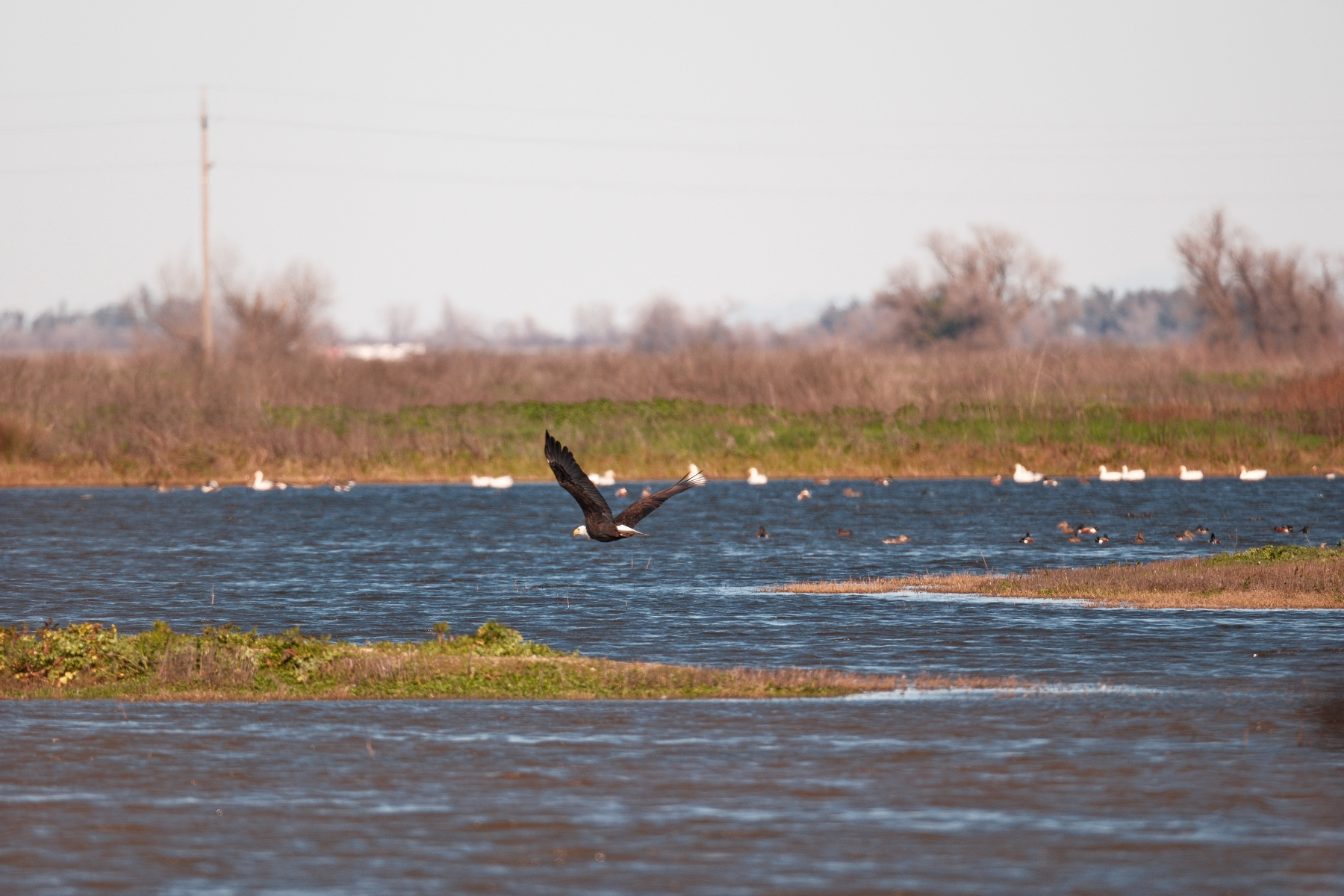 A bald eagle soars along a pond, showing off its prominent white head and tail, with some grassy islands and snow geese floating away a short distance along a shore.