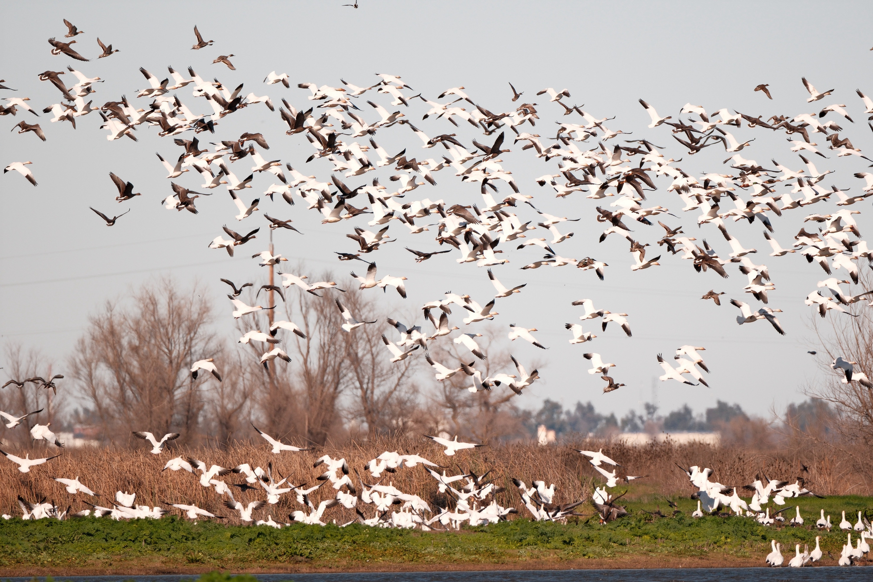 A whole bunch of snow geese, maybe several dozen, are flying upwards after being disturbed by a couple of bald eagles. They were resting on land where there's some green vegetation but beyond it's all brown along with the trees. The black tips of the snow geese are prominent. There's some other geese mixed in of unknown species.