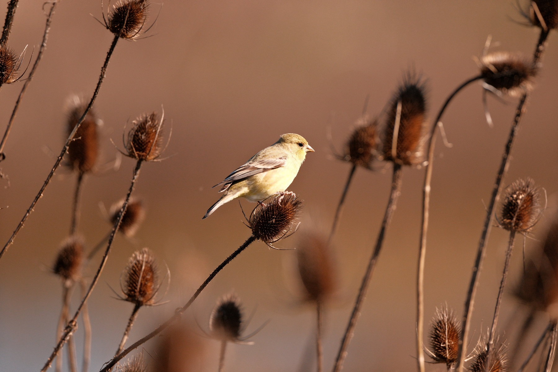 A yellow bodied and gray winged lesser gold finch, in sunlit profile view, facing to the right. It is on a bunch of long stemmed, brown, hive-shaped dried seed heads. The backgroud is completely blurred out.