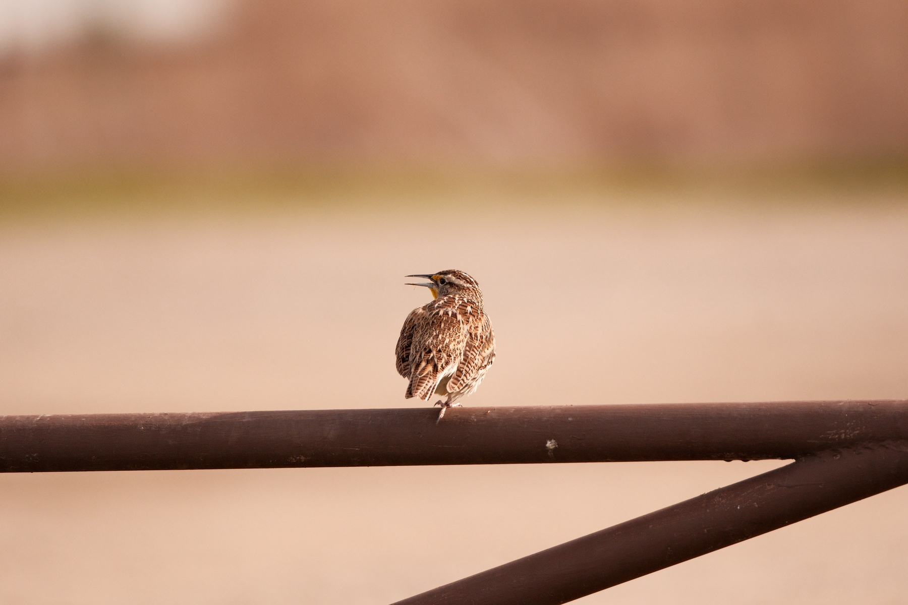 A meadow lark is perched upon a swing gate, with only one leg, and its back to the camera. Its head is turned to the left, beak open, as if it is singing. A patch of orange can be seen on its throat and behind its beak. The rest of the bird is mottled brown and white. The background is blurred out but there's a strip of green among the brown. 