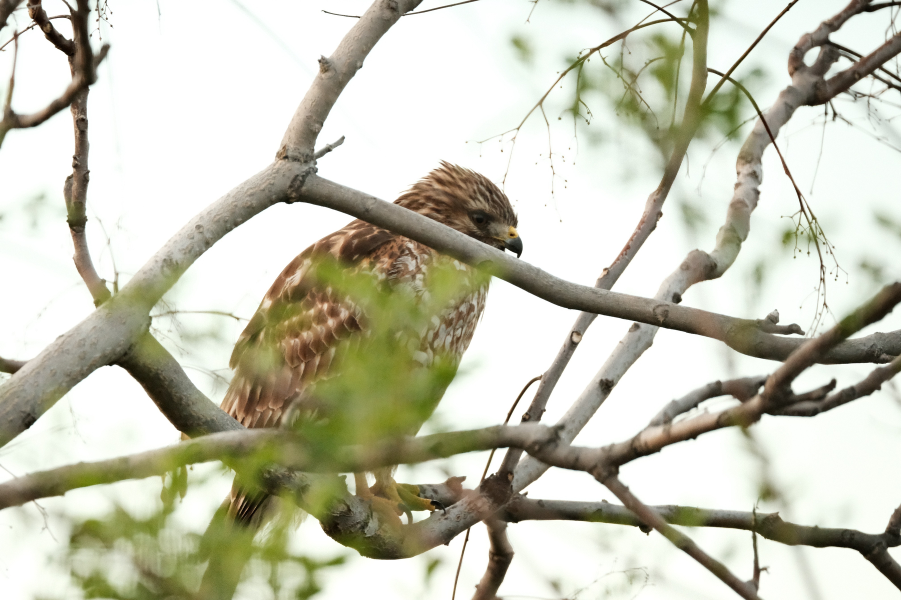 A Red-shouldered hawk sits in a Tree of Heaven, ever watchful. It is mostly brownish-red with white patches, especially on its chest. It has some slicked back feathers upon its head. Its beak is black at the tip and orange closer to the face. Some blurry elderberry leaves obscure a portion of the bird.