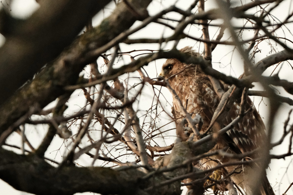 A Red-shouldered Hawk through a bunch of Tree of Heaven branches. It's got a bit of clouded over morning sun on its face. The branches criss-cross its body.